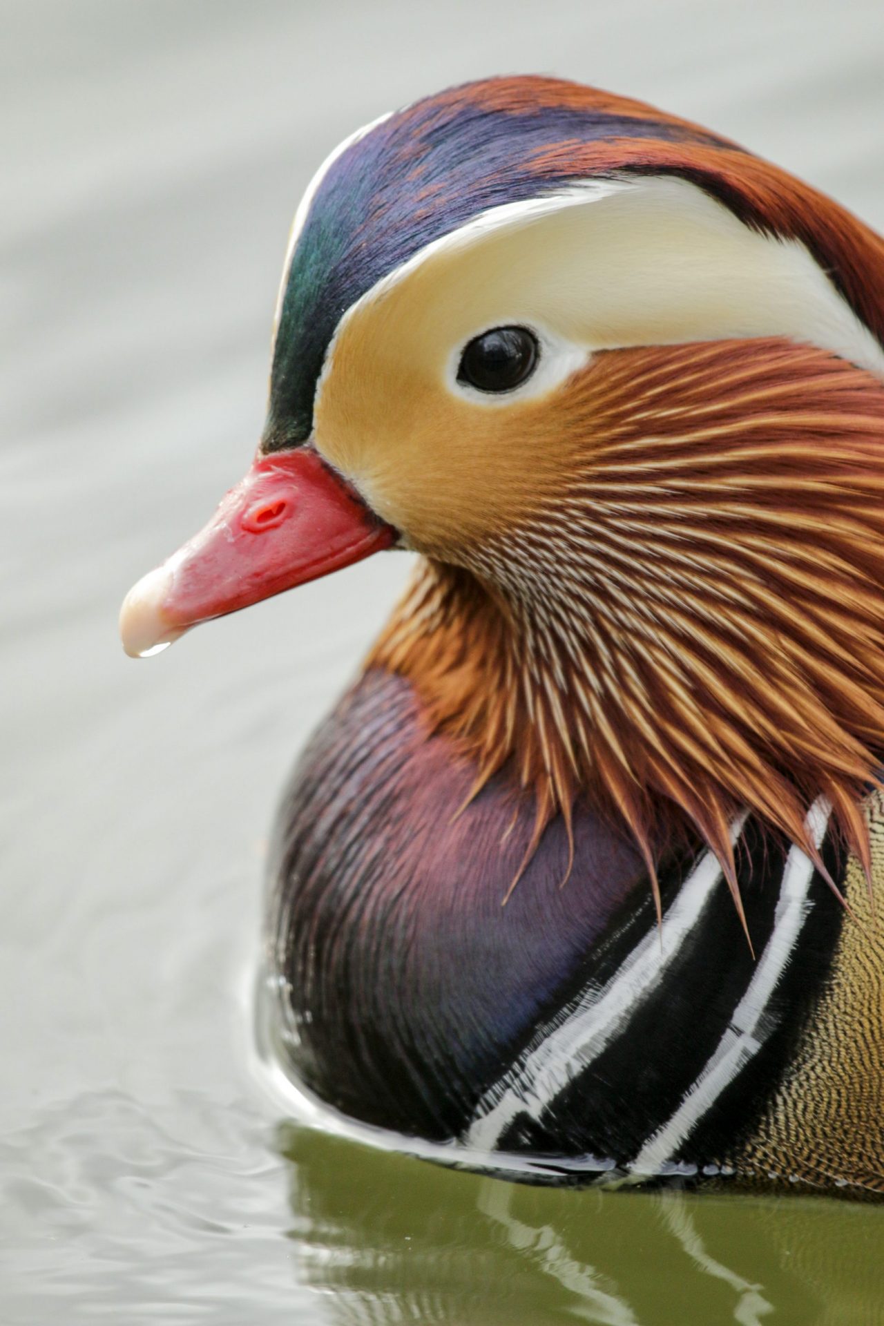 Retrato de un colorido pato mandarín macho