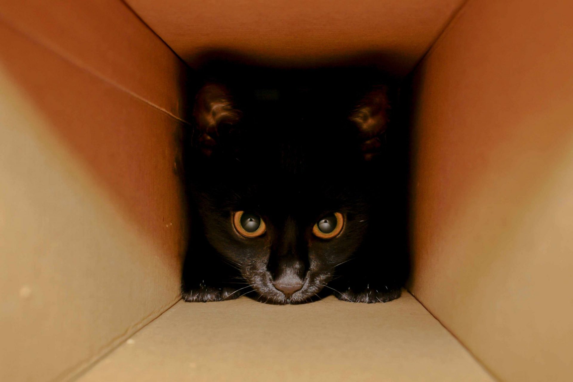 Retrato de gato en una caja