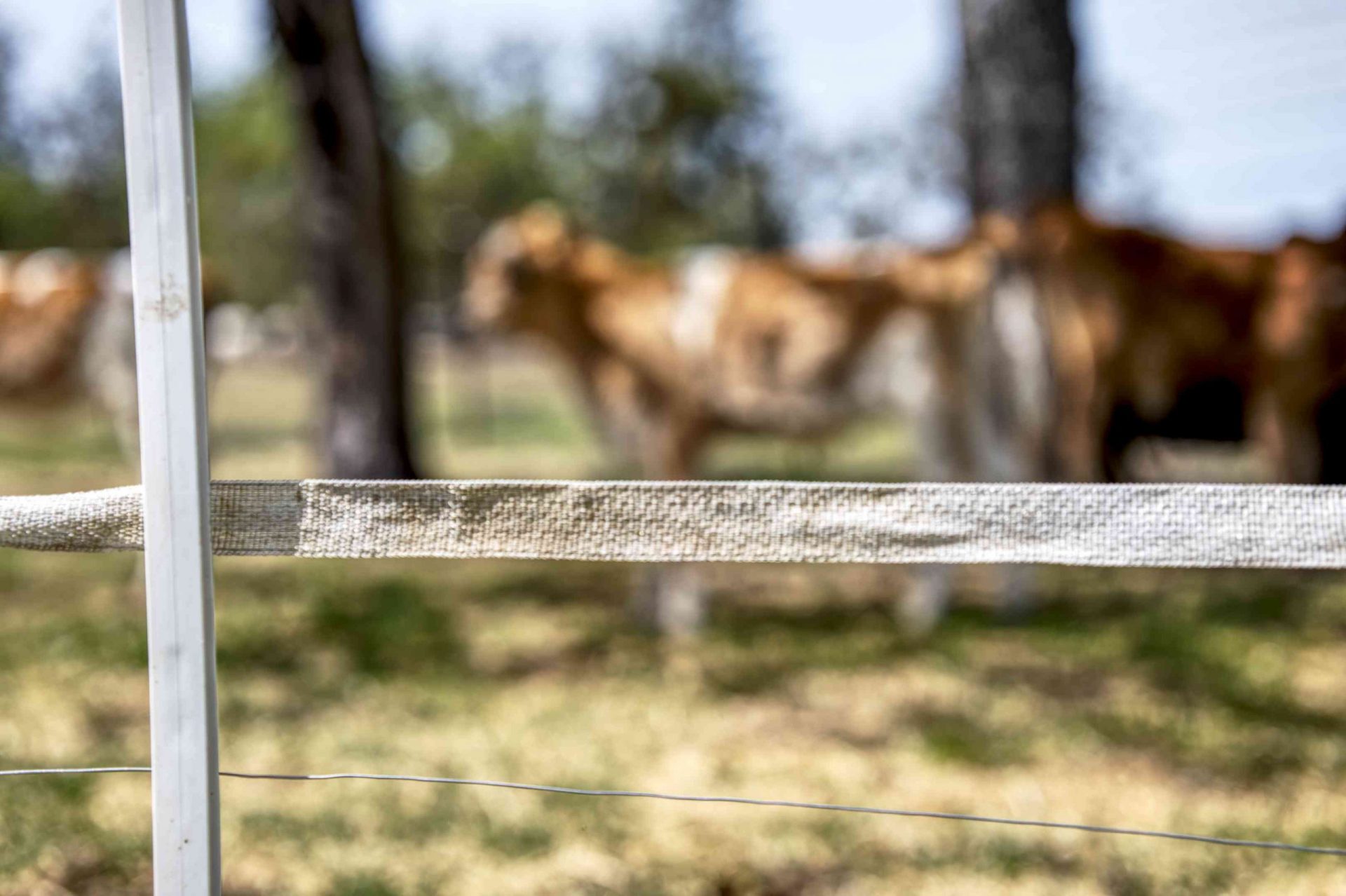 foto ajustada de una valla eléctrica en primer plano con vacas marrones y blancas difuminadas en el fondo