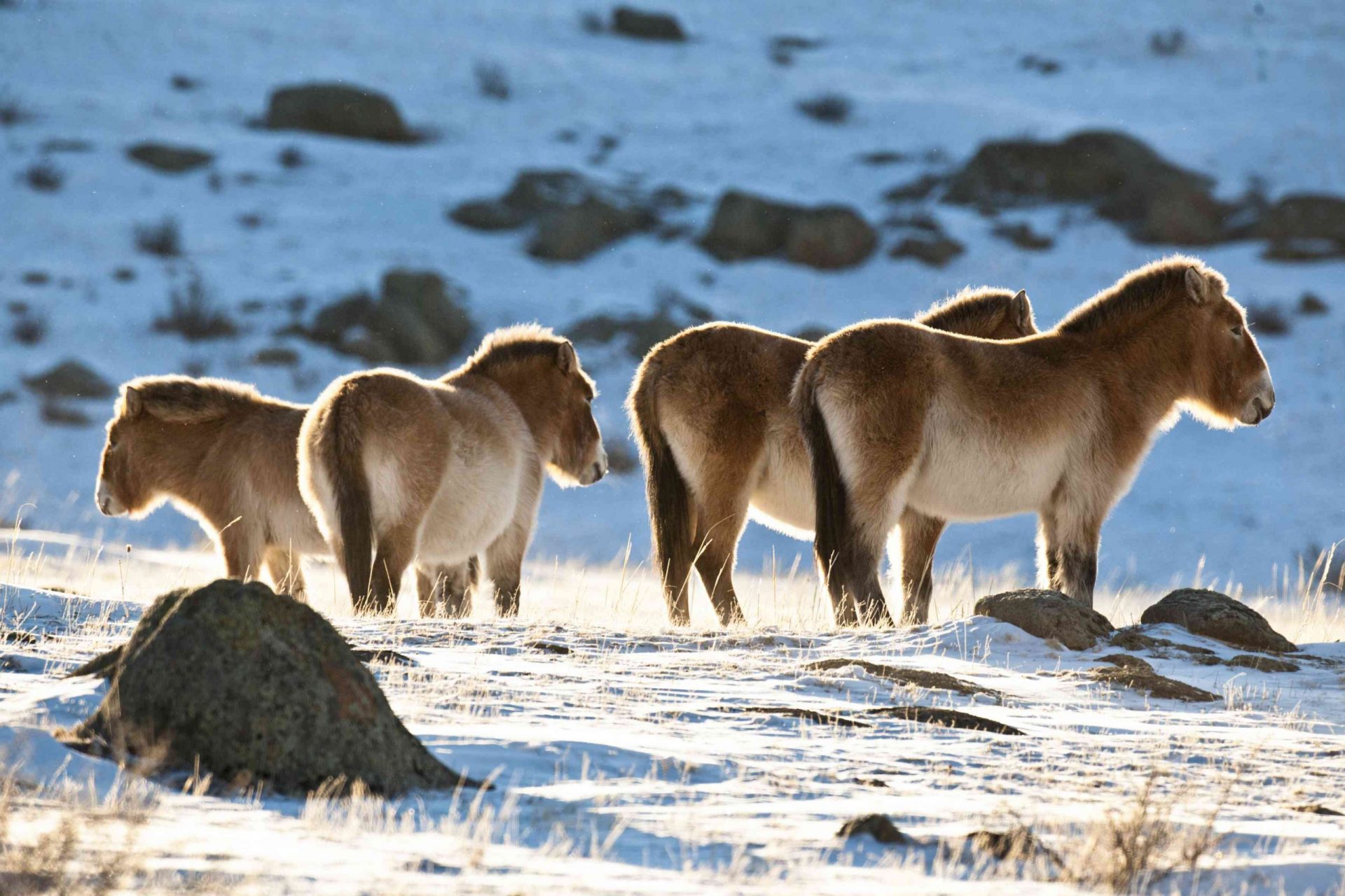 Los caballos salvajes de Przewalski se agrupan con la cola pegada al cuerpo y de espaldas al viento