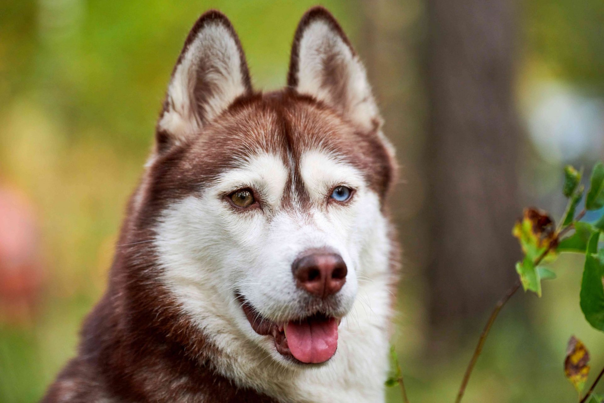 Husky siberiano con ojos de distinto color sacando la lengua