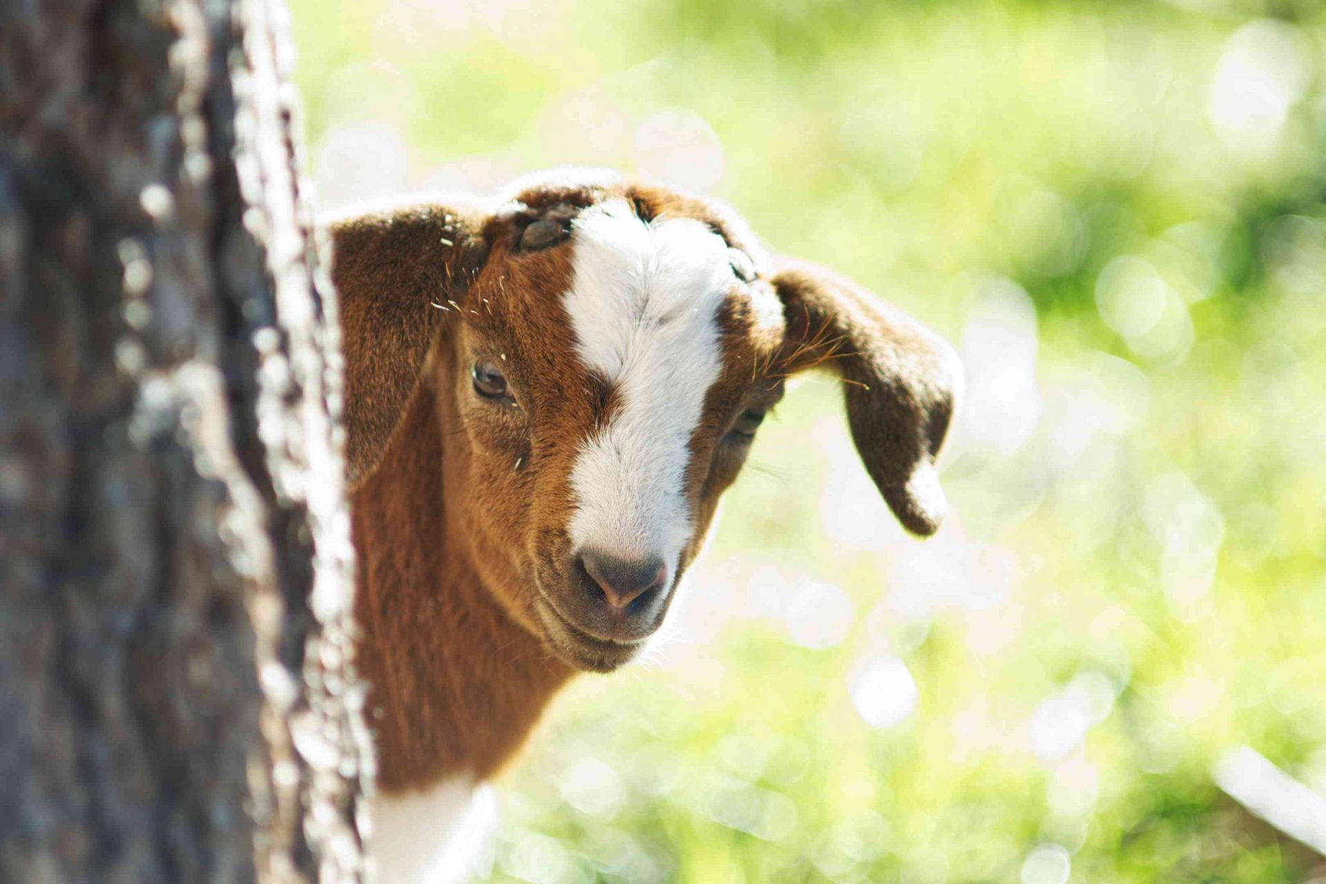 una cabra bebé marrón y blanca asoma la cabeza desde un árbol en una hierba verde brillante
