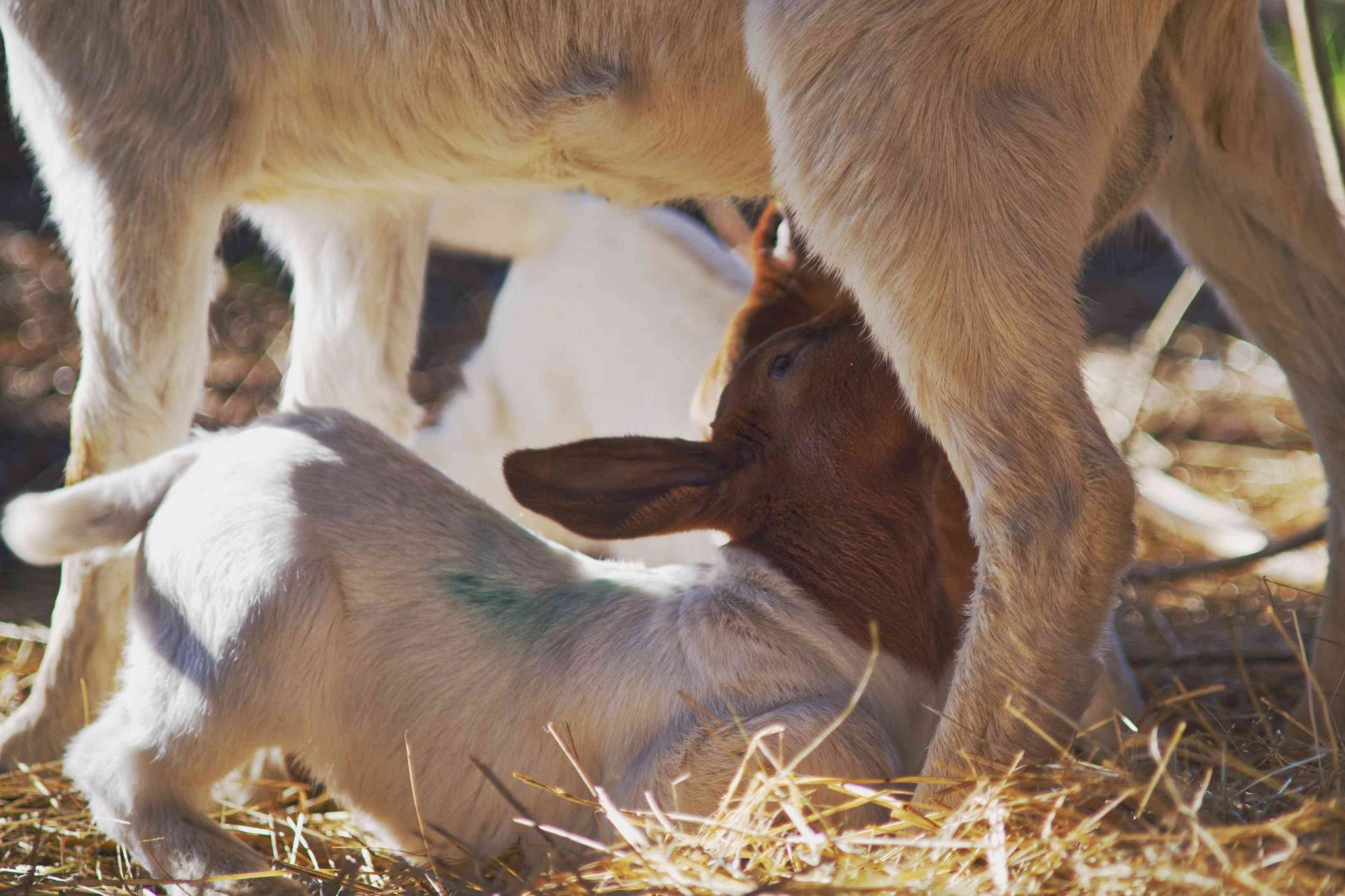 foto de cerca de la cabra madre alimentando a su cabrito posado bajo las patas en el heno