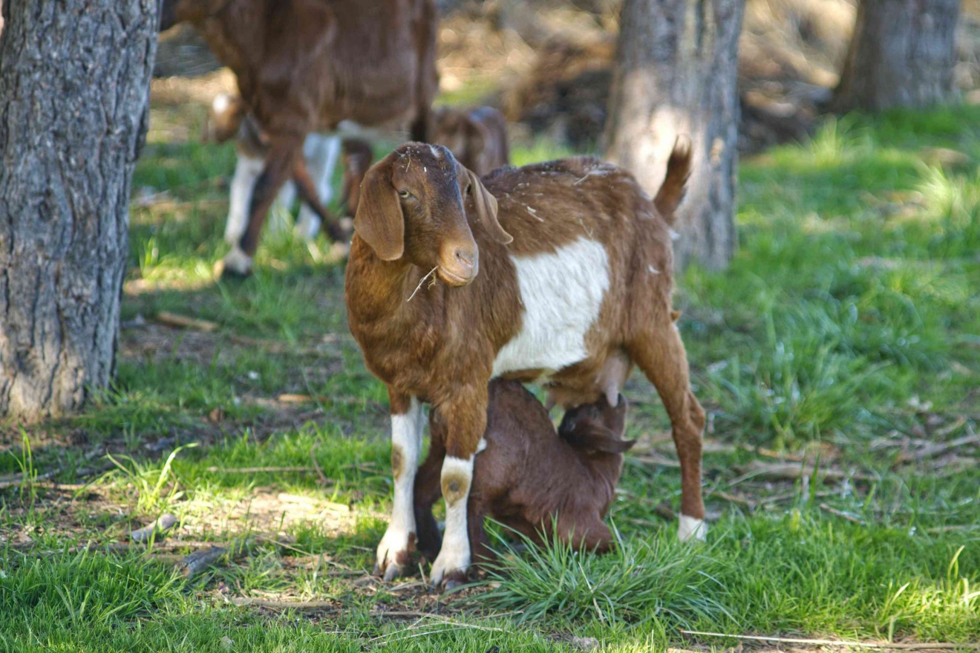 La mamá cabra marrón y blanca alimenta a su bebé con leche de cabra al aire libre rodeada de árboles