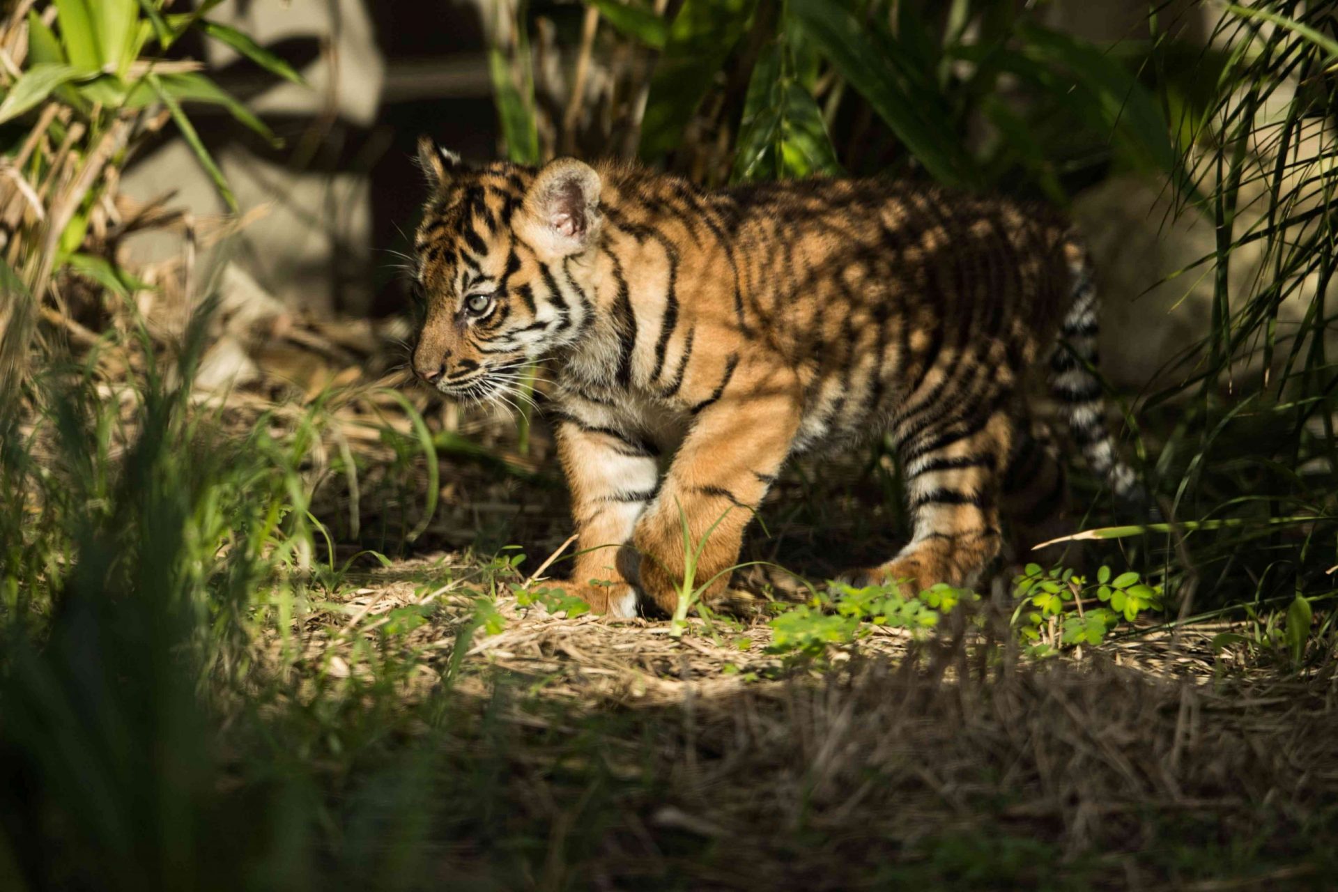 Raros cachorros de tigre de Sumatra debutan en público en el zoo de Taronga
