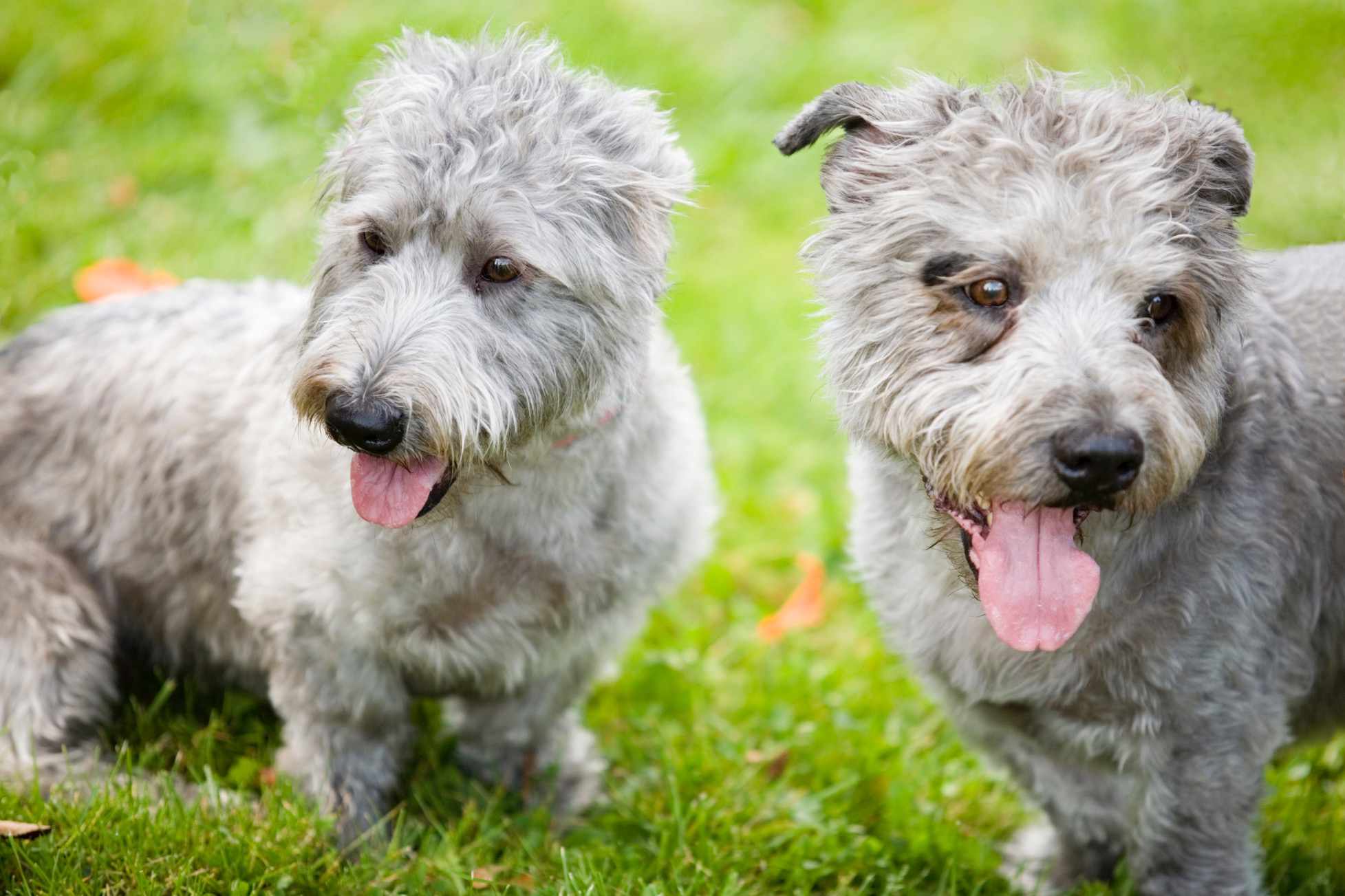 pareja de terriers glen of imaal grises sentados con la lengua fuera