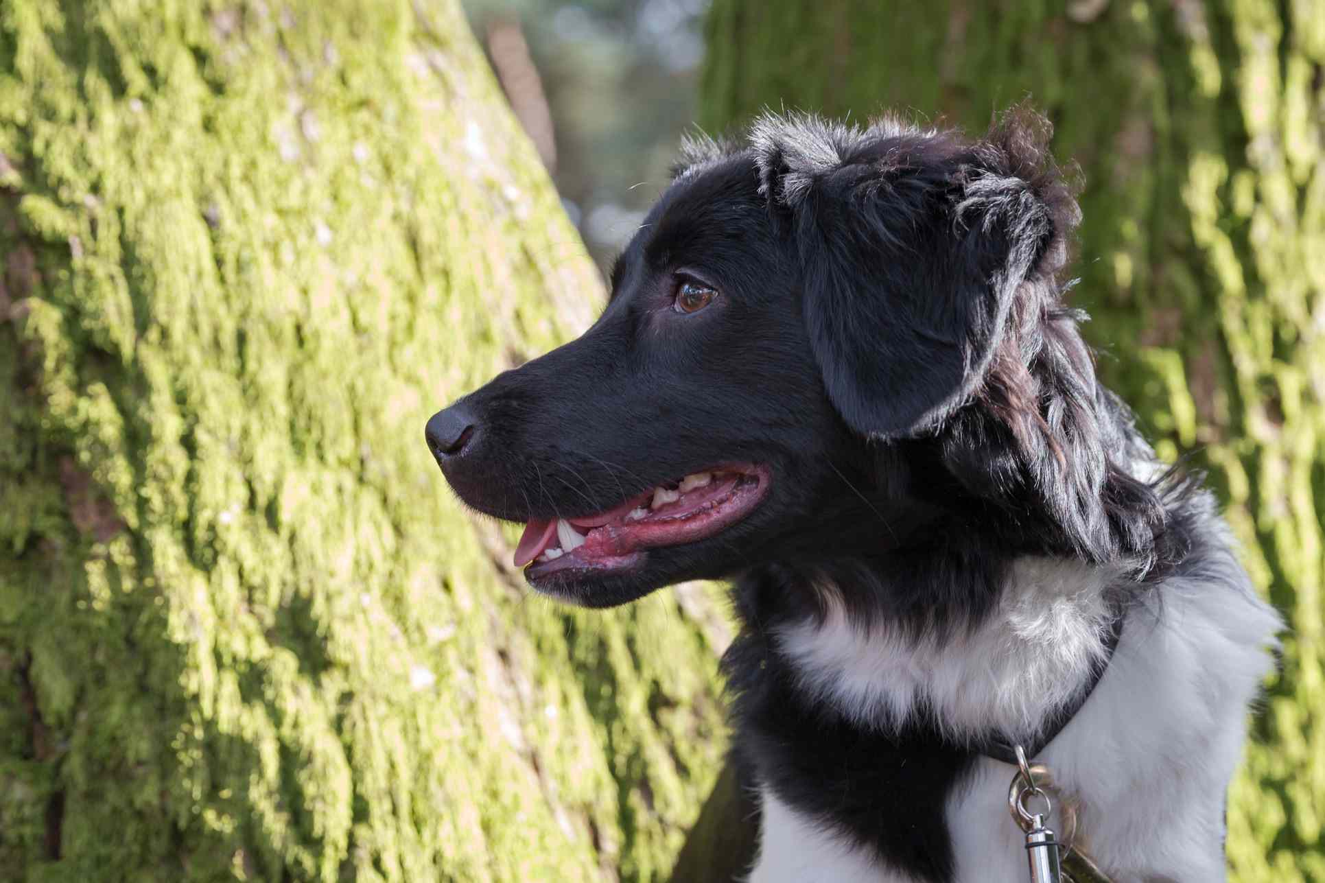 joven perro Stabyhoun mirando hacia otro lado frente a los troncos de los árboles cubiertos de musgo