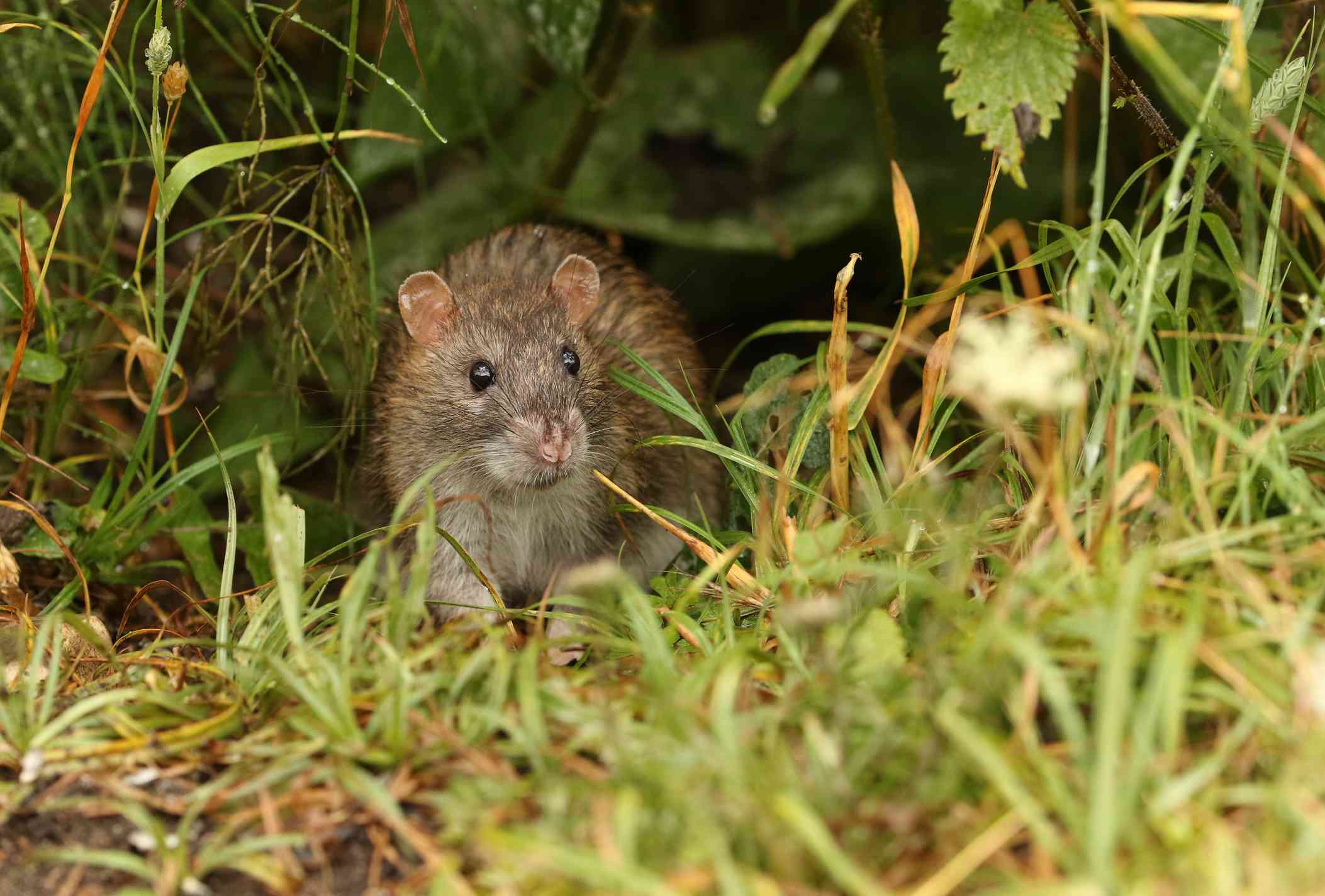 Una rata parda agazapada en un campo de hierba