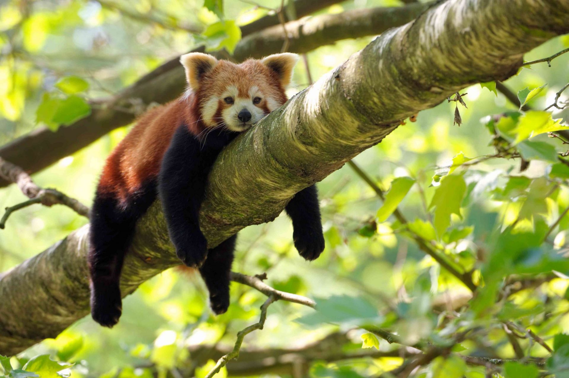 El panda rojo se relaja en la rama de un árbol con las extremidades colgando