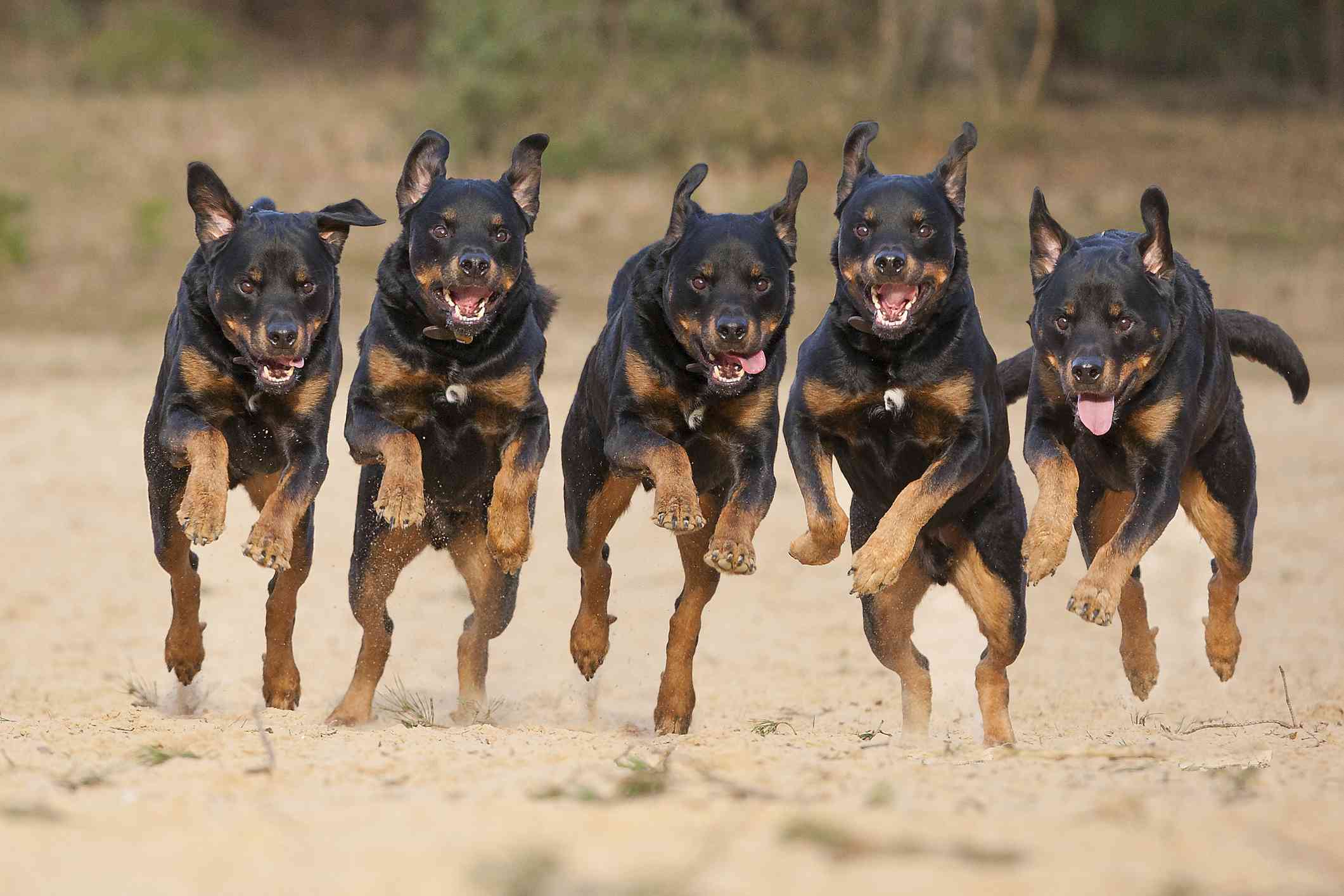 cinco rottweilers en fila corriendo por la playa con la boca abierta