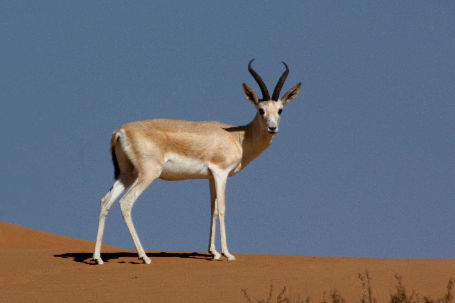 Una gacela de arena en la Reserva de Conservación del Desierto de Dubai, Emiratos Árabes Unidos.