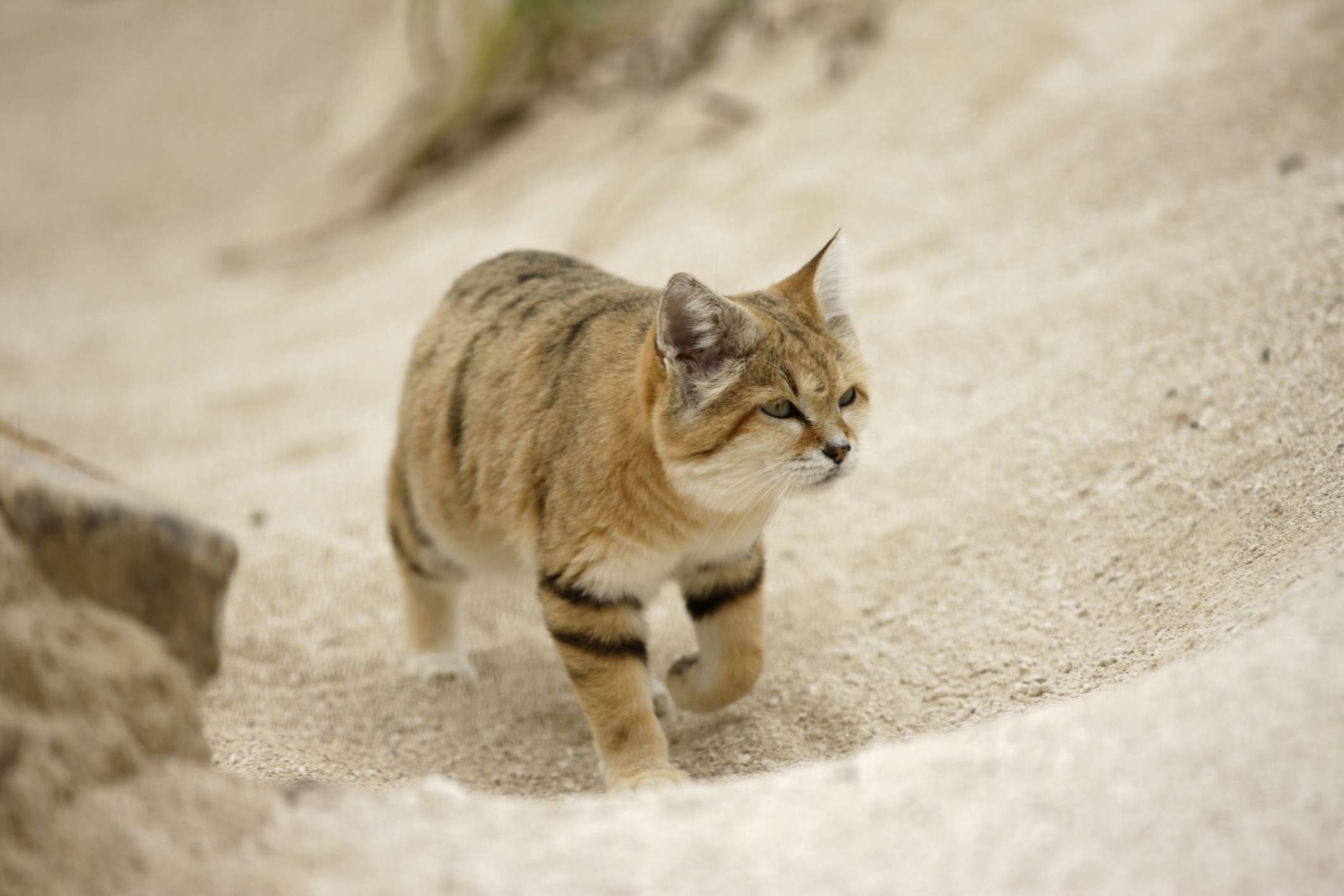 el gato de arena camina cuesta arriba por la arena suelta sin dejar huellas