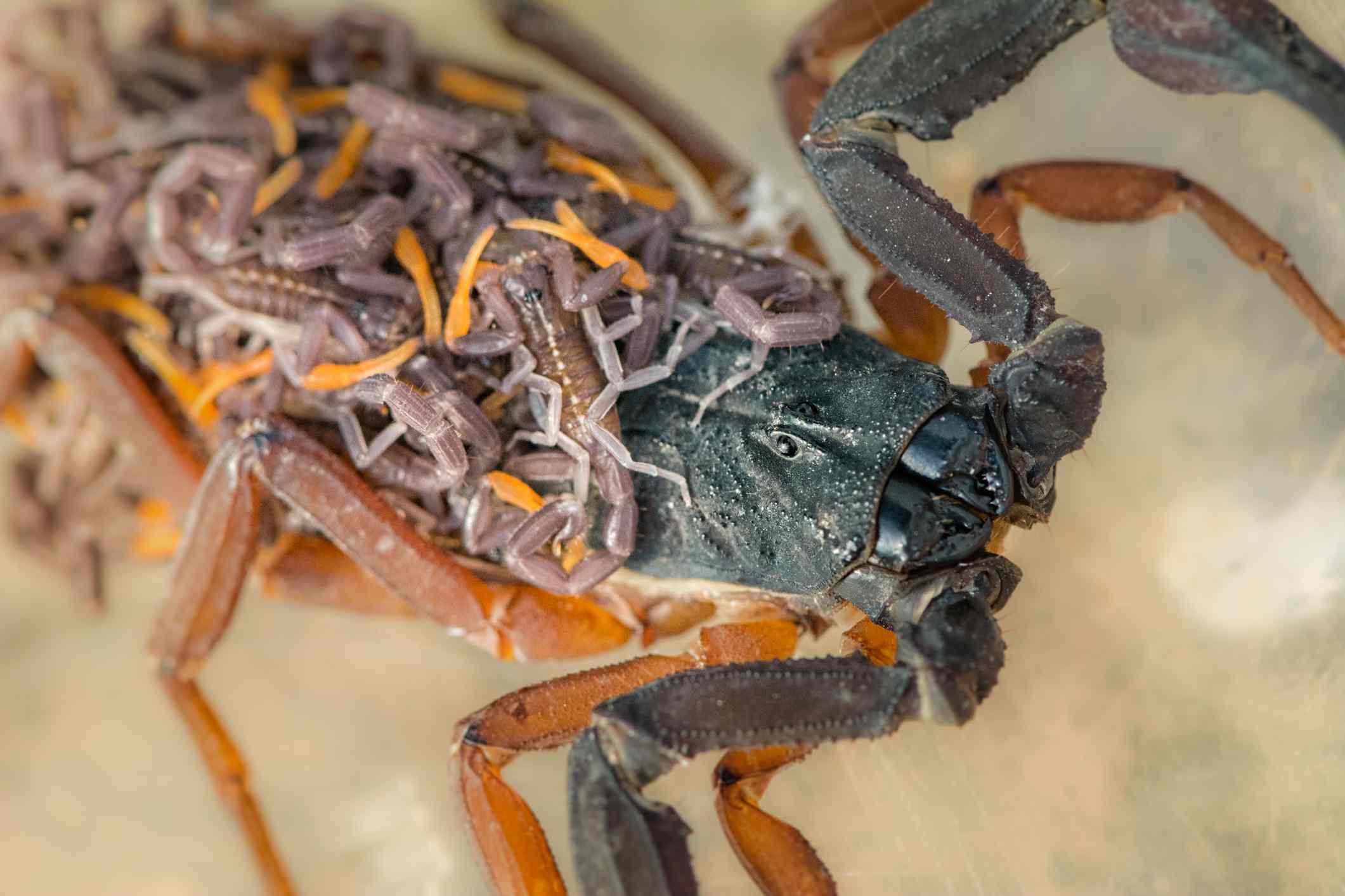 Un grupo de crías de escorpión se aferra a la espalda de su madre