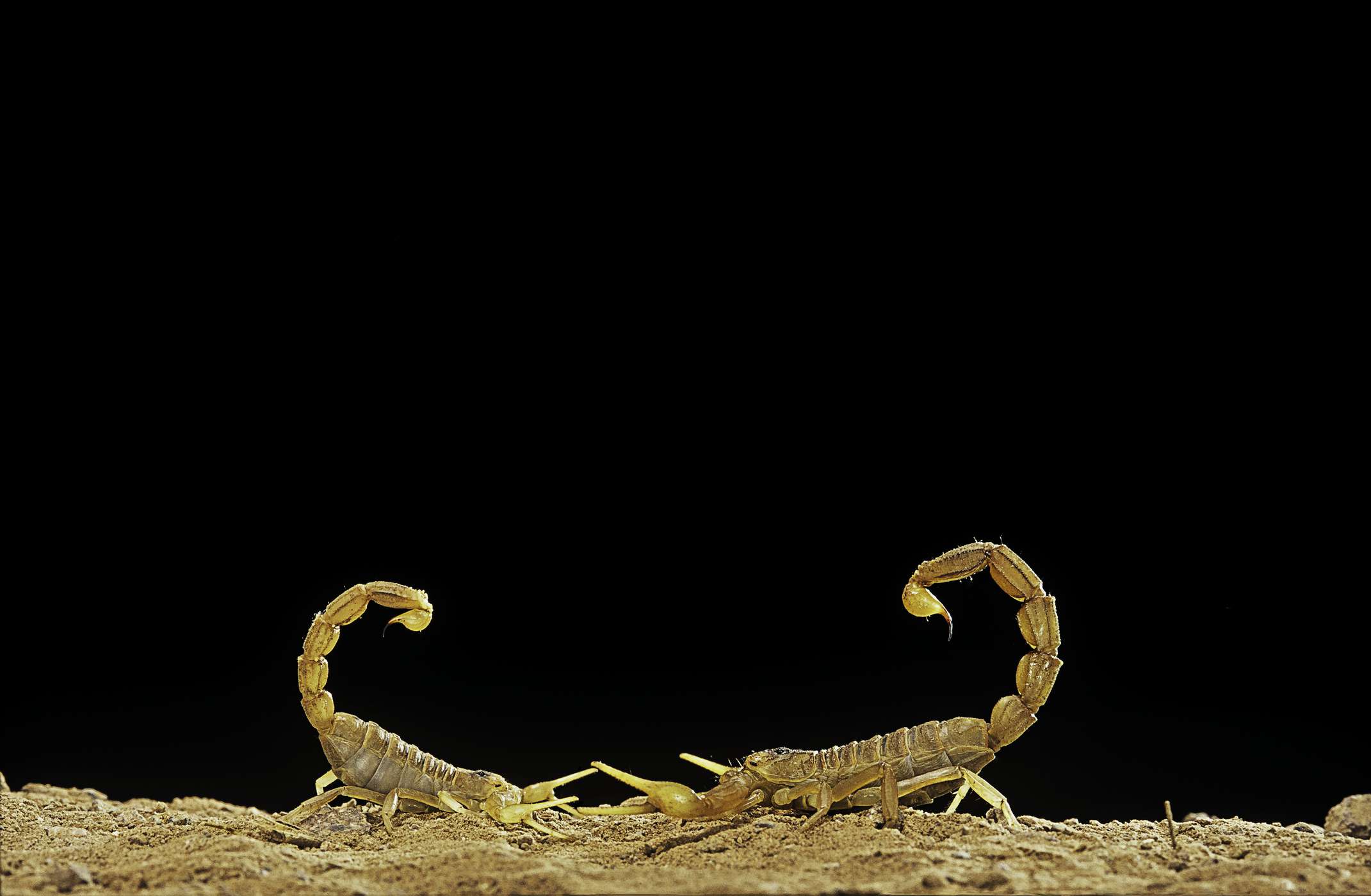 Una pareja de escorpiones amarillos comunes (Buthus occitanus) bailan antes de aparearse