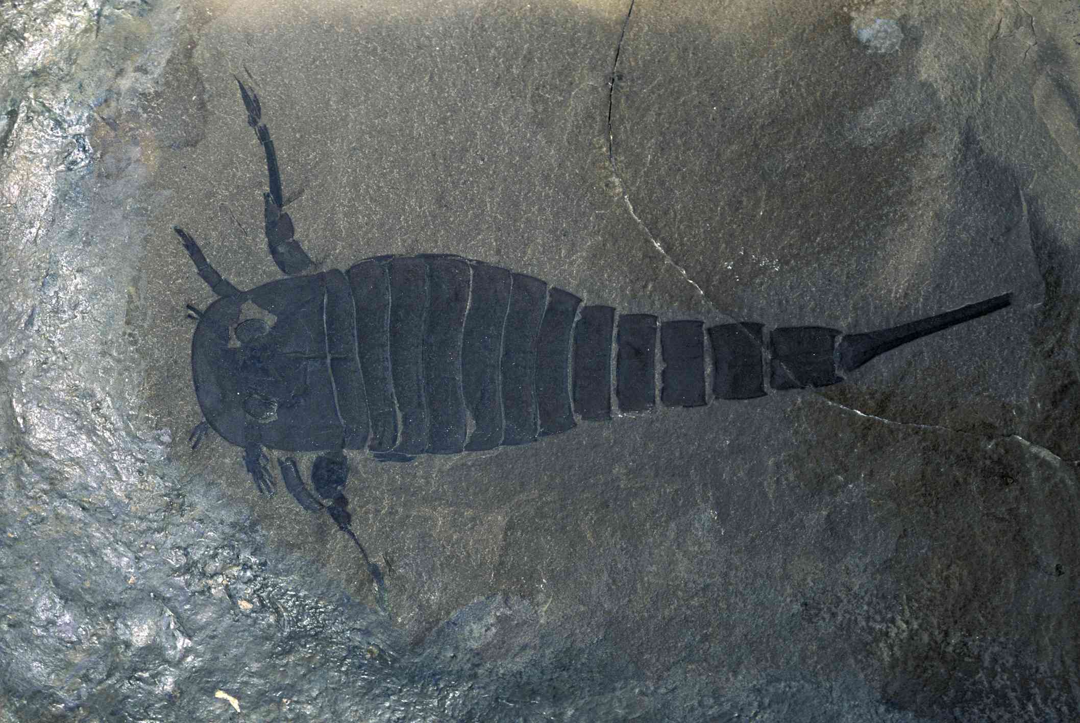 Un fósil de un euriptérido, o escorpión marino, del periodo silúrico
