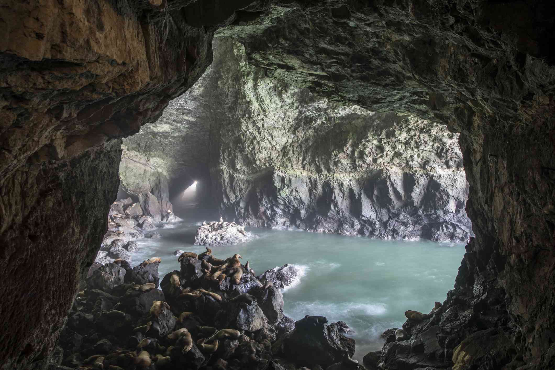 Los leones marinos descansan sobre las rocas cerca de la boca de una cueva marina