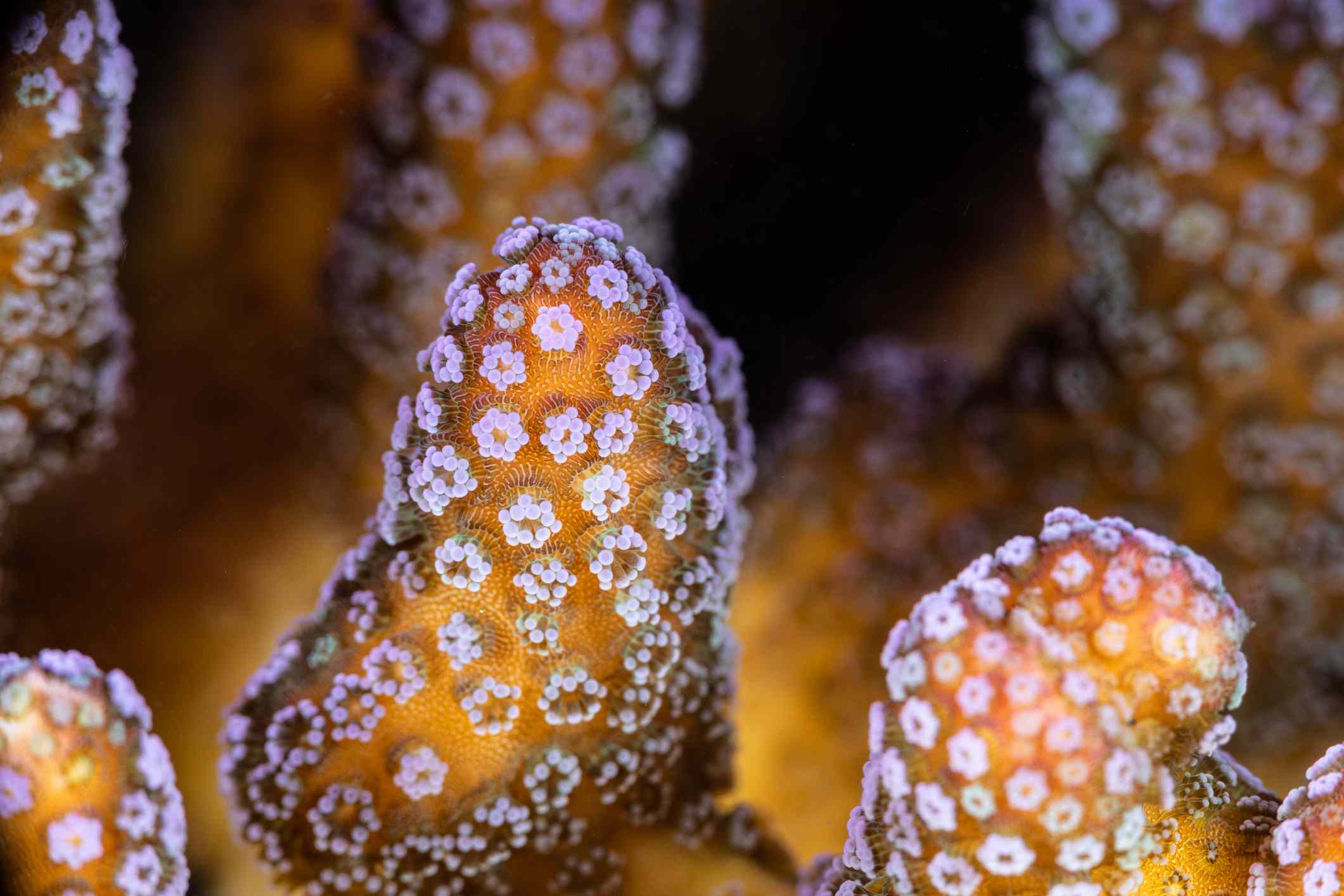 Detalles del pólipo de coral Seriatopora