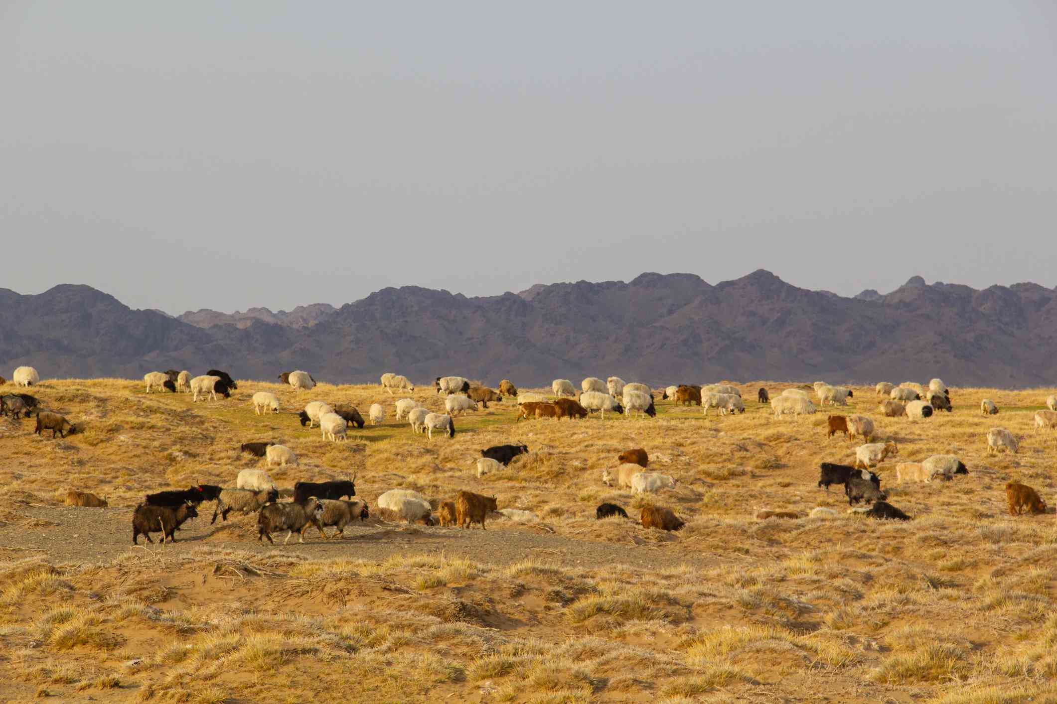 Ovejas y cabras pastan libremente en el desierto de Gobi de Mongolia