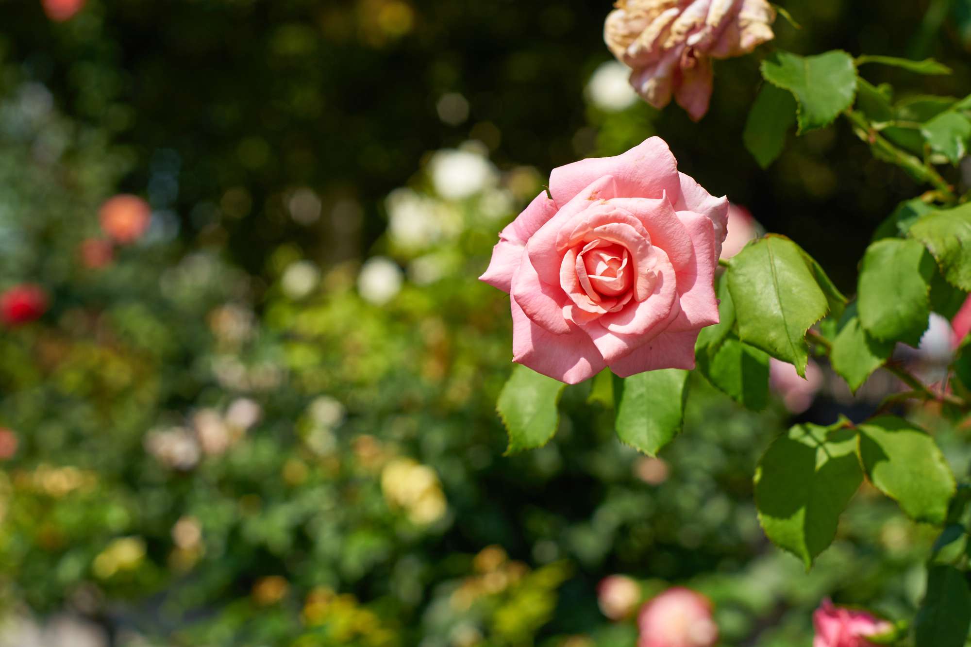 foto bien enfocada de una rosa rosa en flor con rosales de fondo