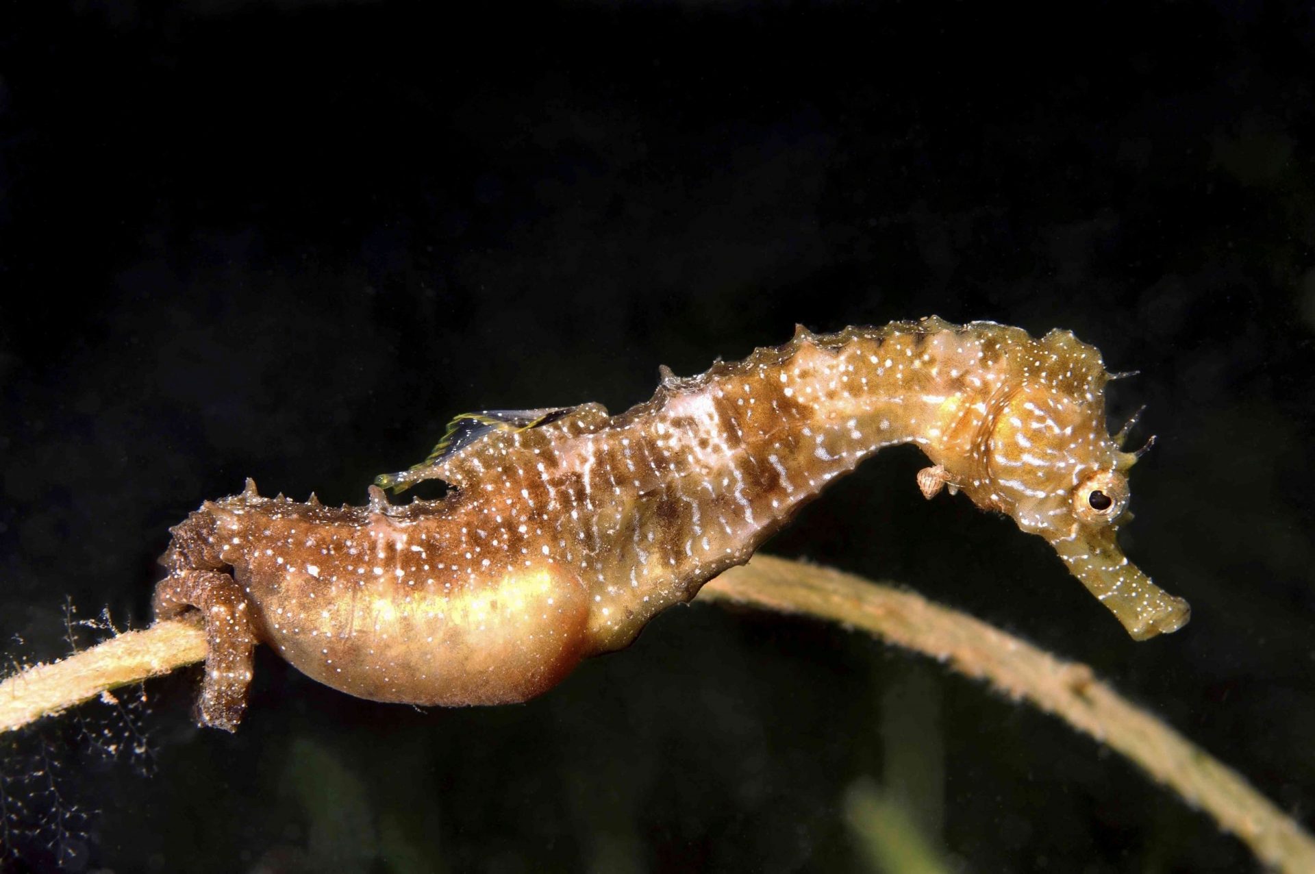 Caballito de mar de hocico corto -Hippocampus hippocampus-, macho con huevos, Mar Negro, Crimea, Ucrania