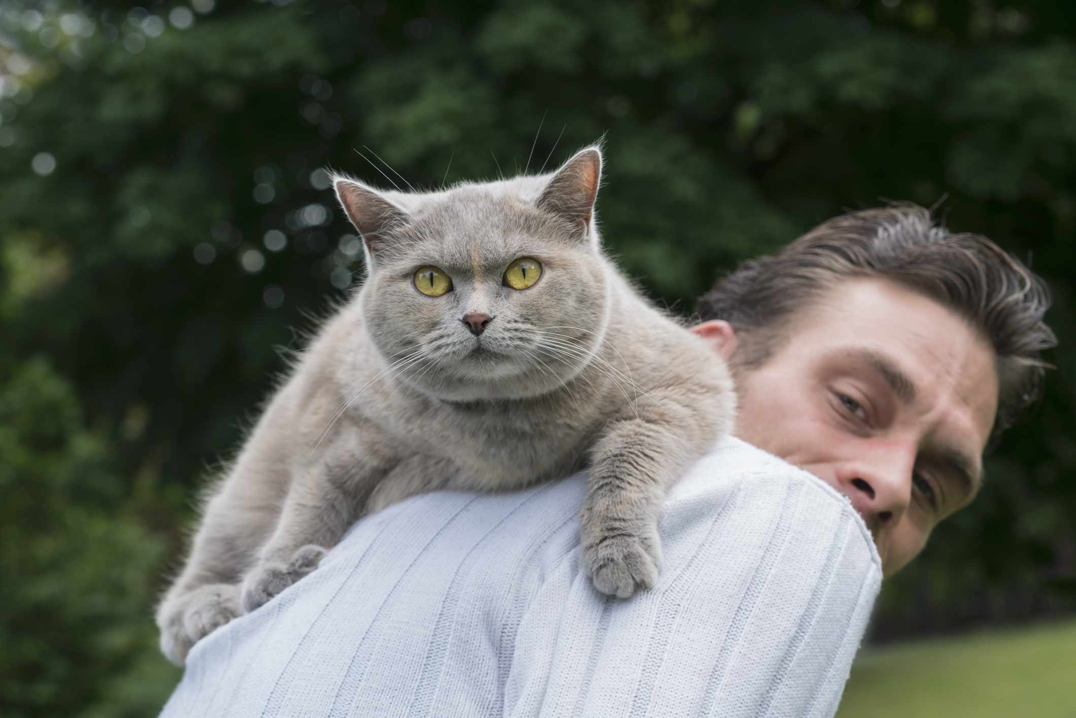 gato gris mira a la cámara mientras se sube a la espalda de un hombre