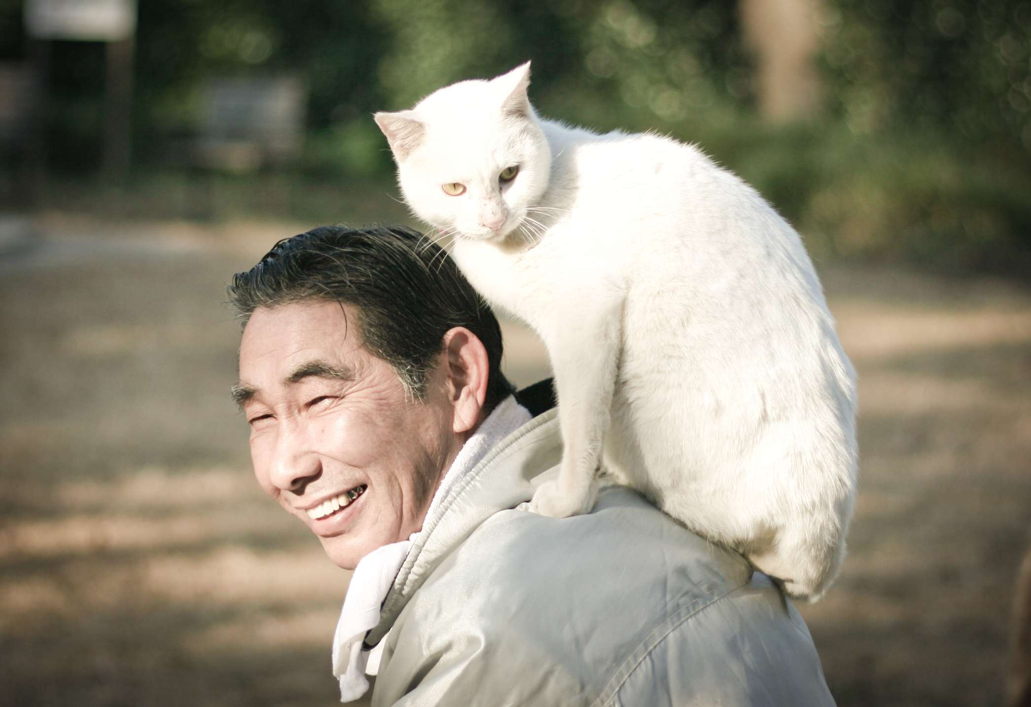 gato blanco se posa en la espalda de un hombre mayor asiático a la luz del sol