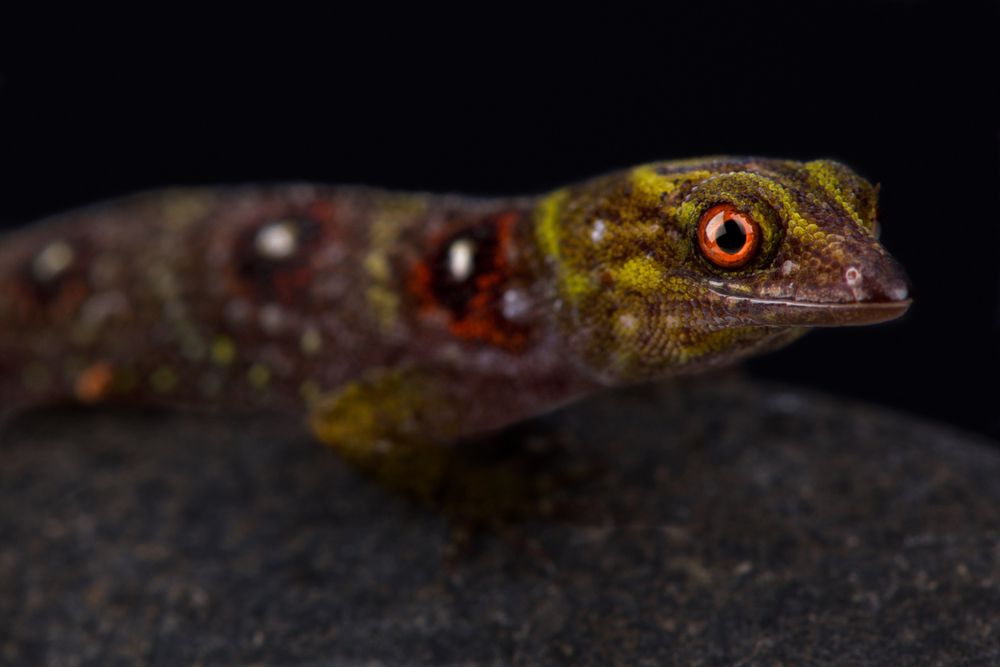 Un gecko de la Isla de la Unión mira hacia delante