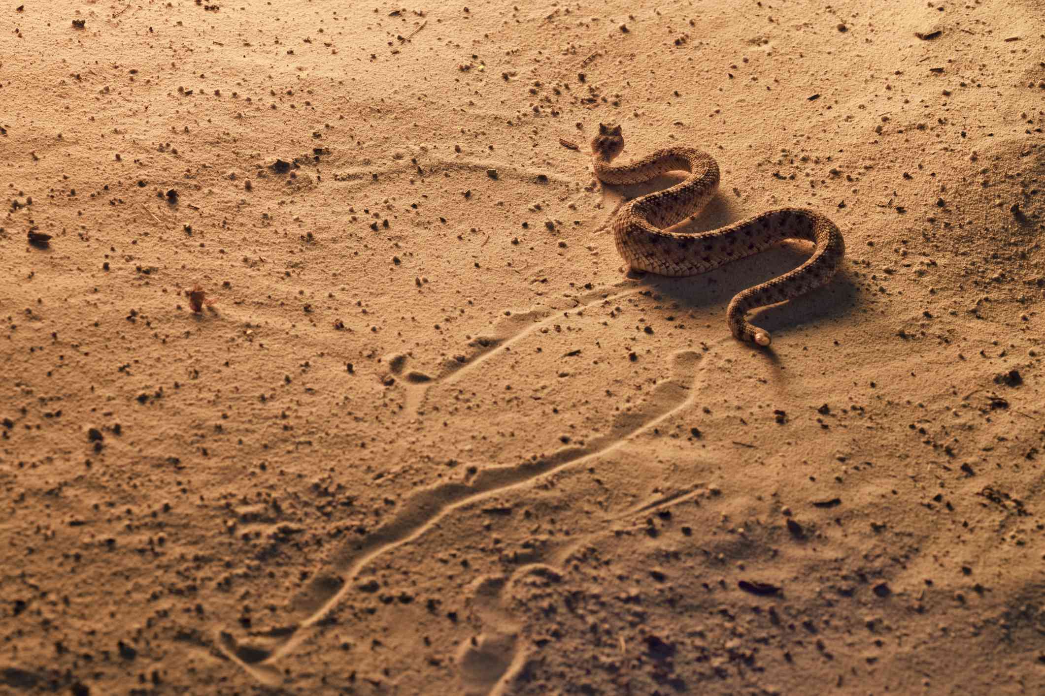 Serpiente de cascabel, Crotalus cerastes, sur de Arizona. Locomoción lateral a través de las dunas de arena al atardecer. Situación controlada