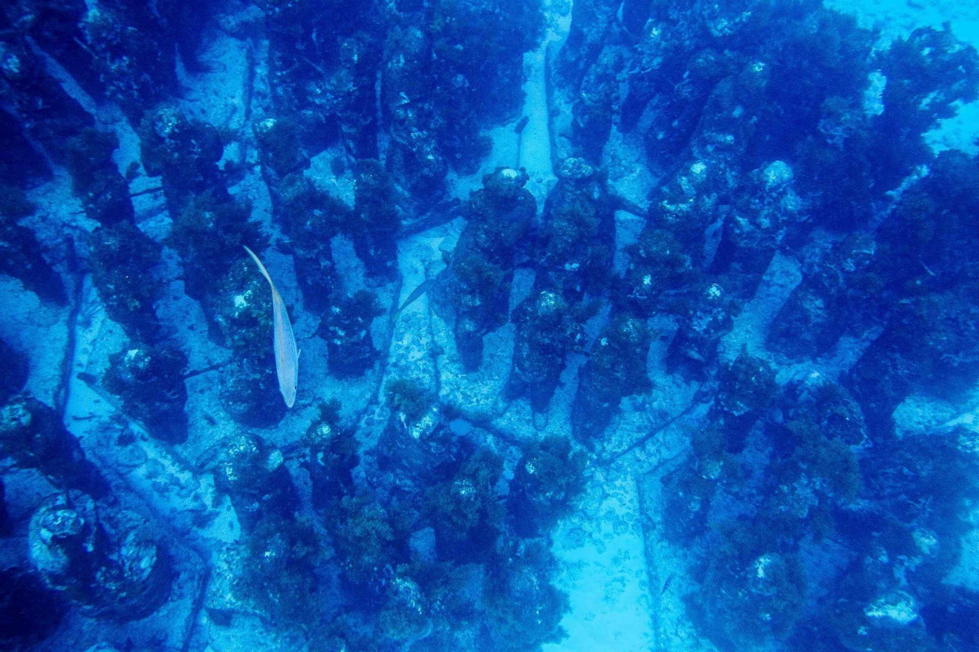 Una colección de estatuas submarinas en el fondo del océano, con un pez nadando sobre ellas