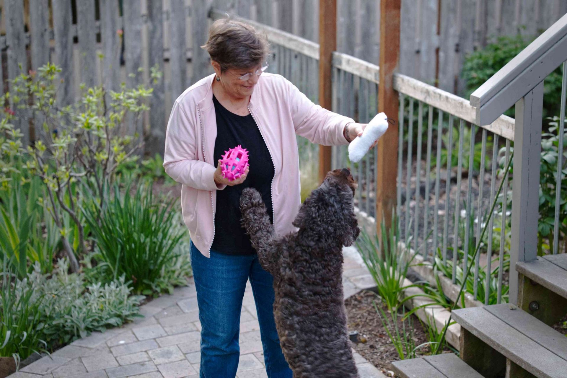 una mujer mayor en el patio trasero sostiene los juguetes del perro para que salte el perro de pelo rizado gris