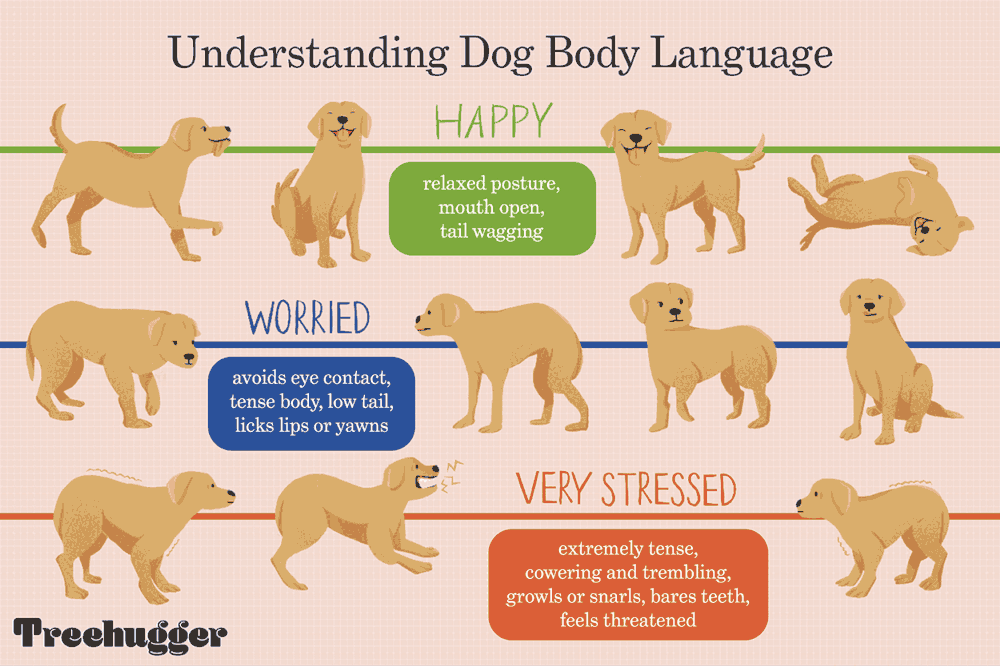 entender el lenguaje corporal del perro