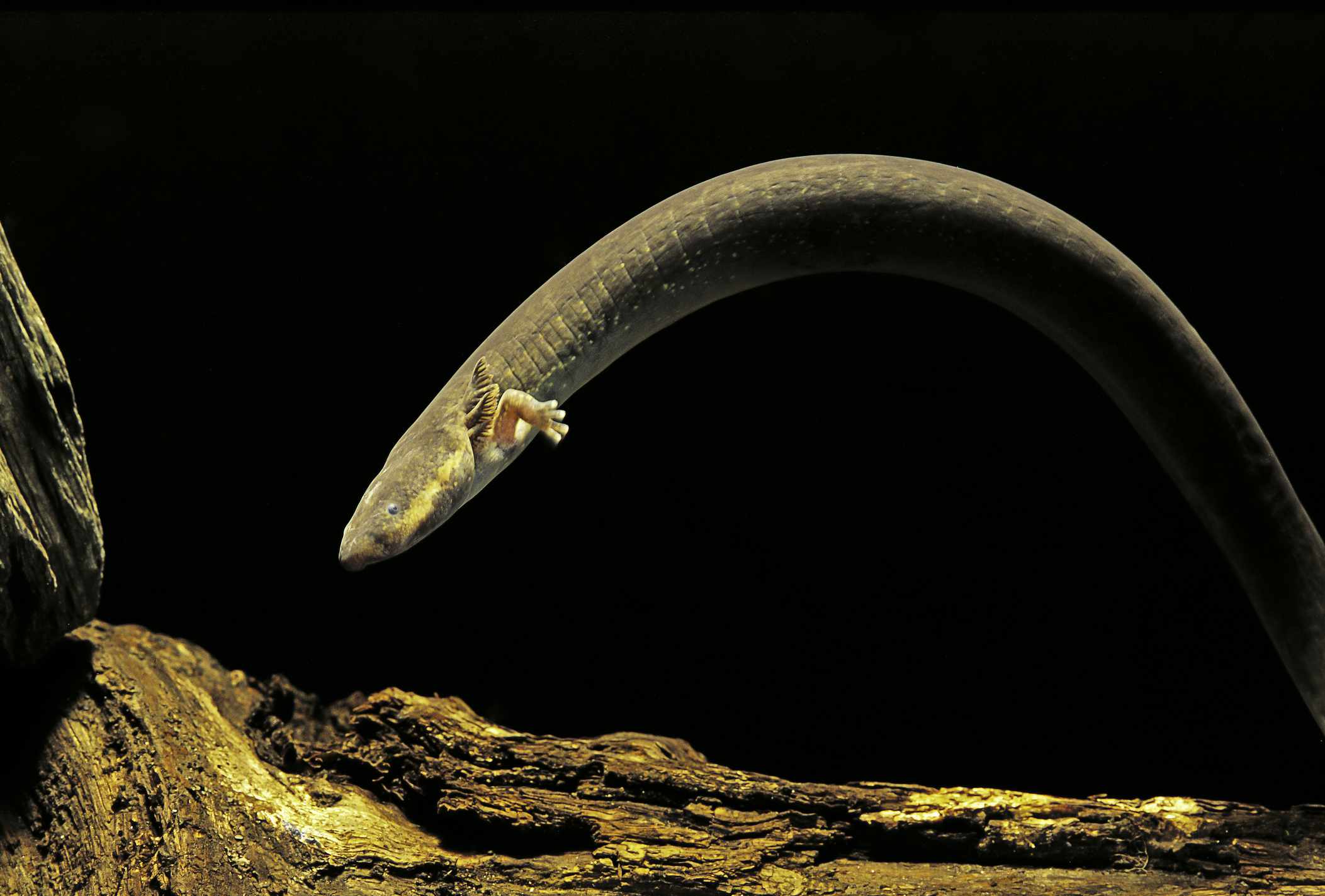 Sirena intermedia (sirena menor) una salamandra parecida a la anguila con pequeñas patas delanteras