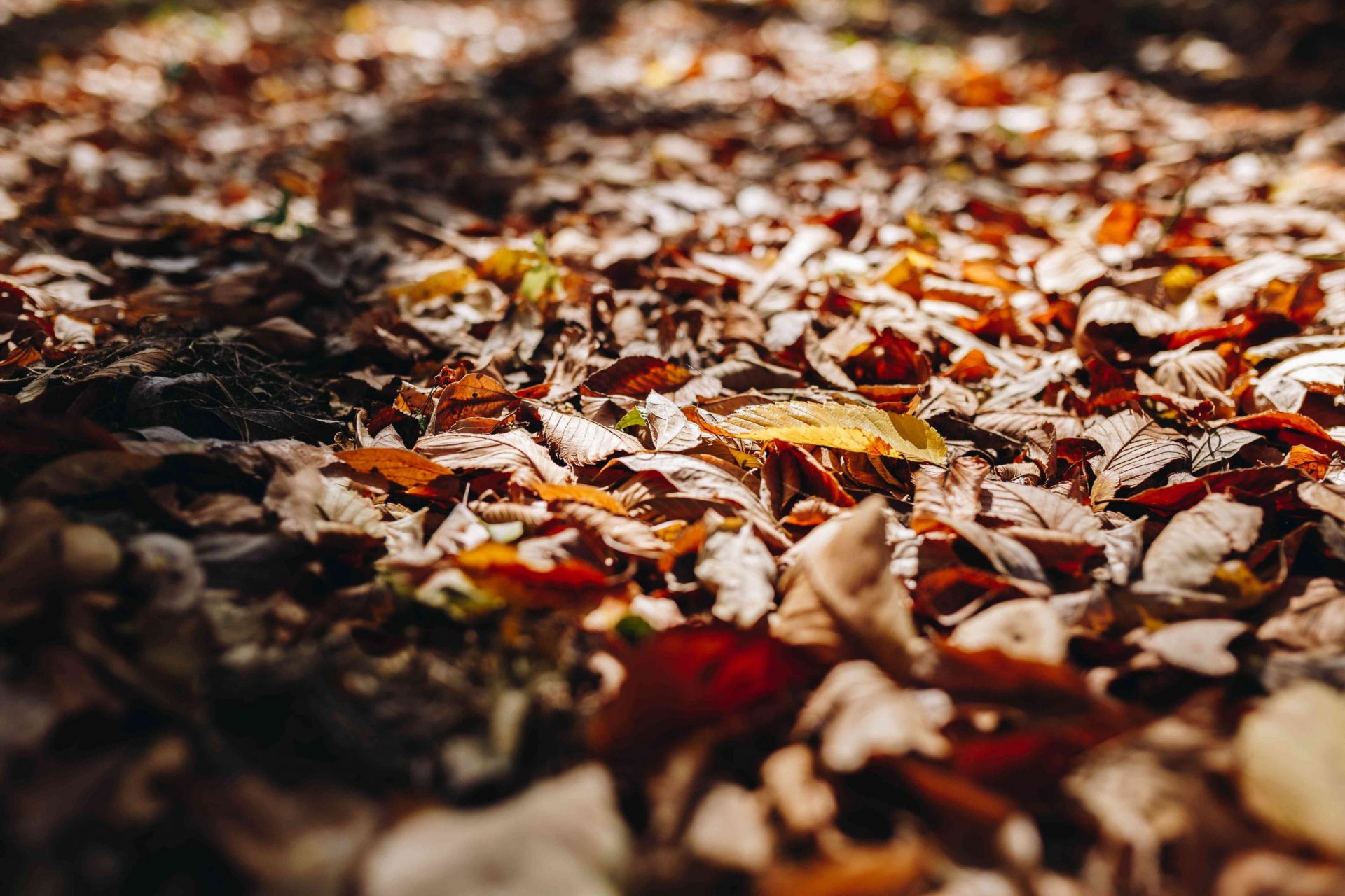 piles of autumn leaves on ground