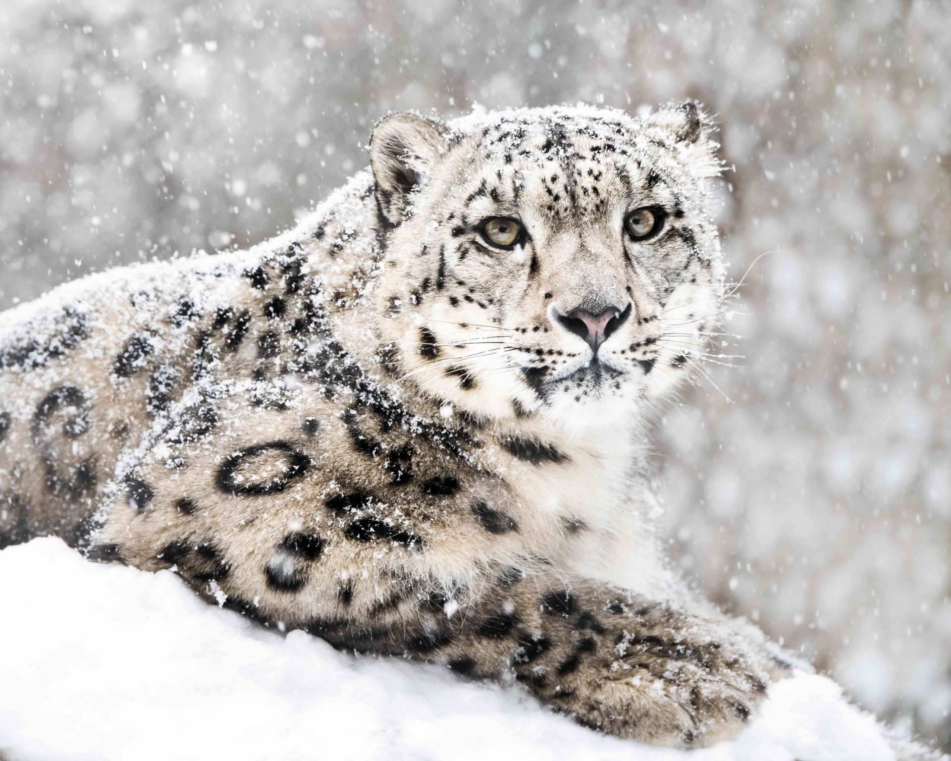 Leopardo de las nieves sentado en una tormenta de nieve