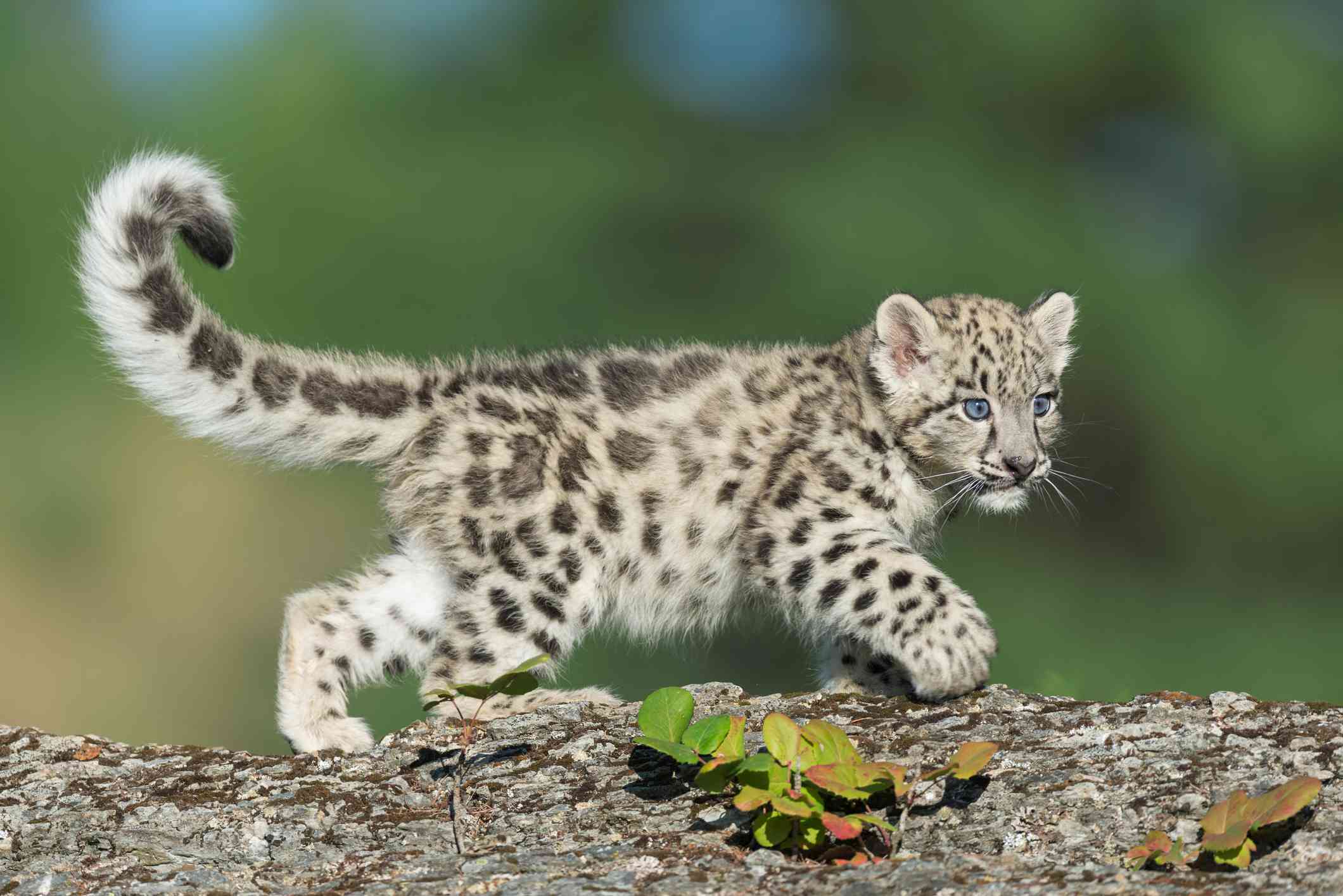 Gatito de leopardo de las nieves beige y marrón caminando sobre un tronco