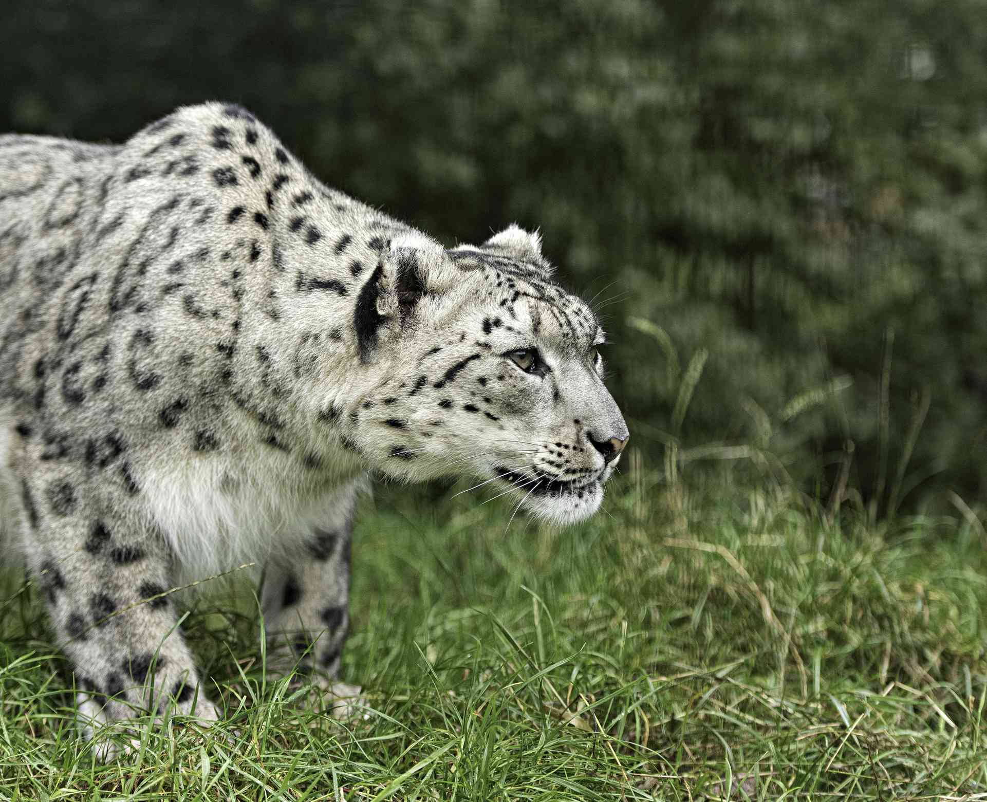 Un leopardo de las nieves acecha a su presa en la hierba verde