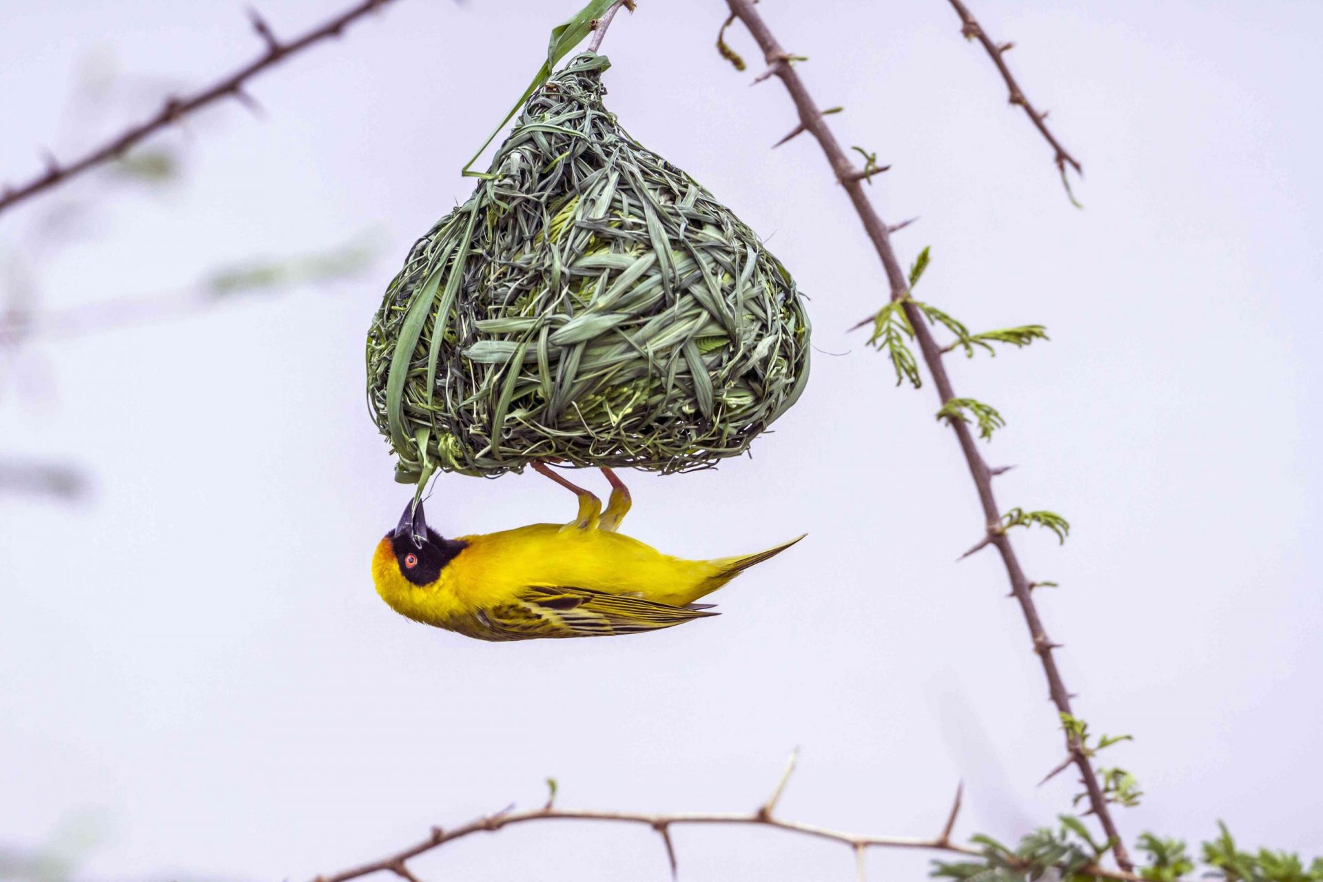 Tejedor enmascarado del sur, un pájaro amarillo brillante con máscara negra que construye un nido en forma de orbe colgante en el parque nacional de Kruger, Sudáfrica