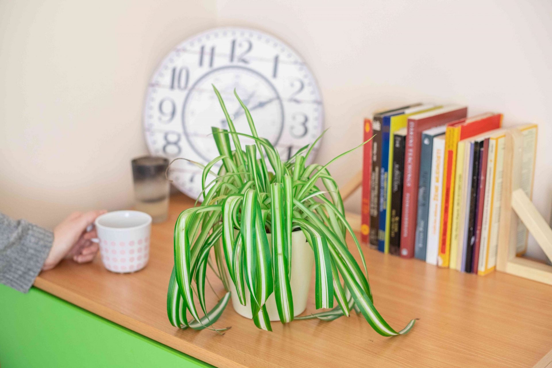 planta araña de color verde brillante sobre un escritorio con libros y un reloj