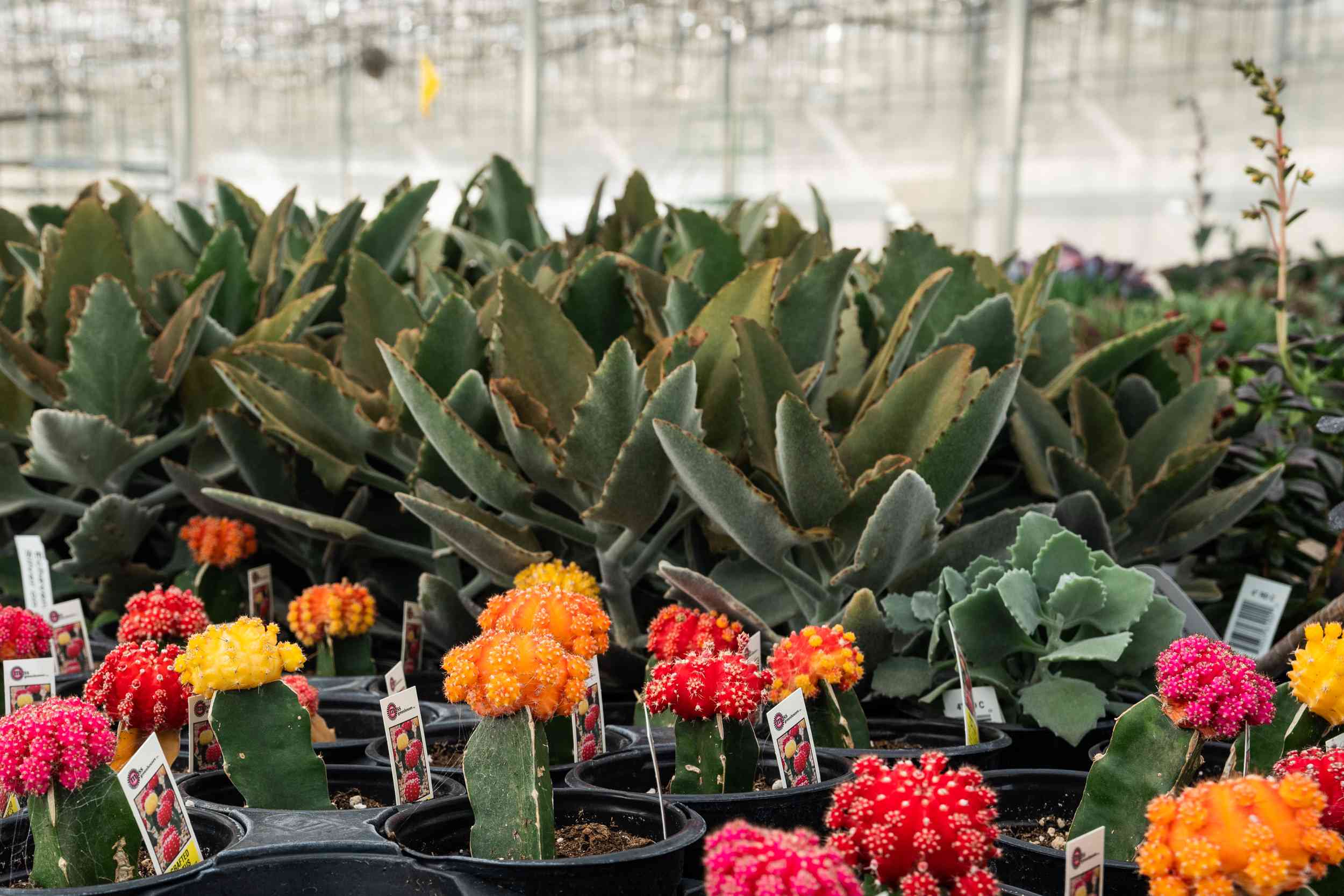 foto larga de suculentas y cactus brillantes en el invernadero