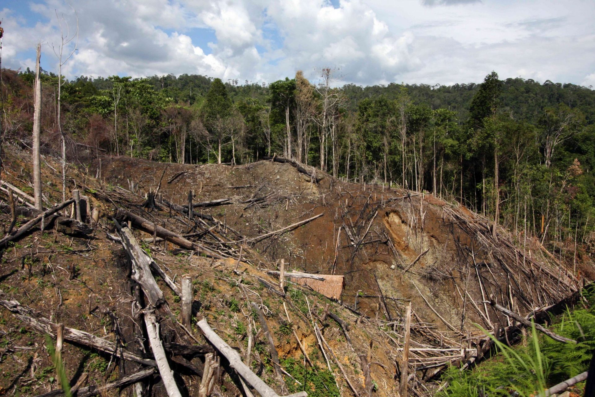 Deforestación de Sumatra
