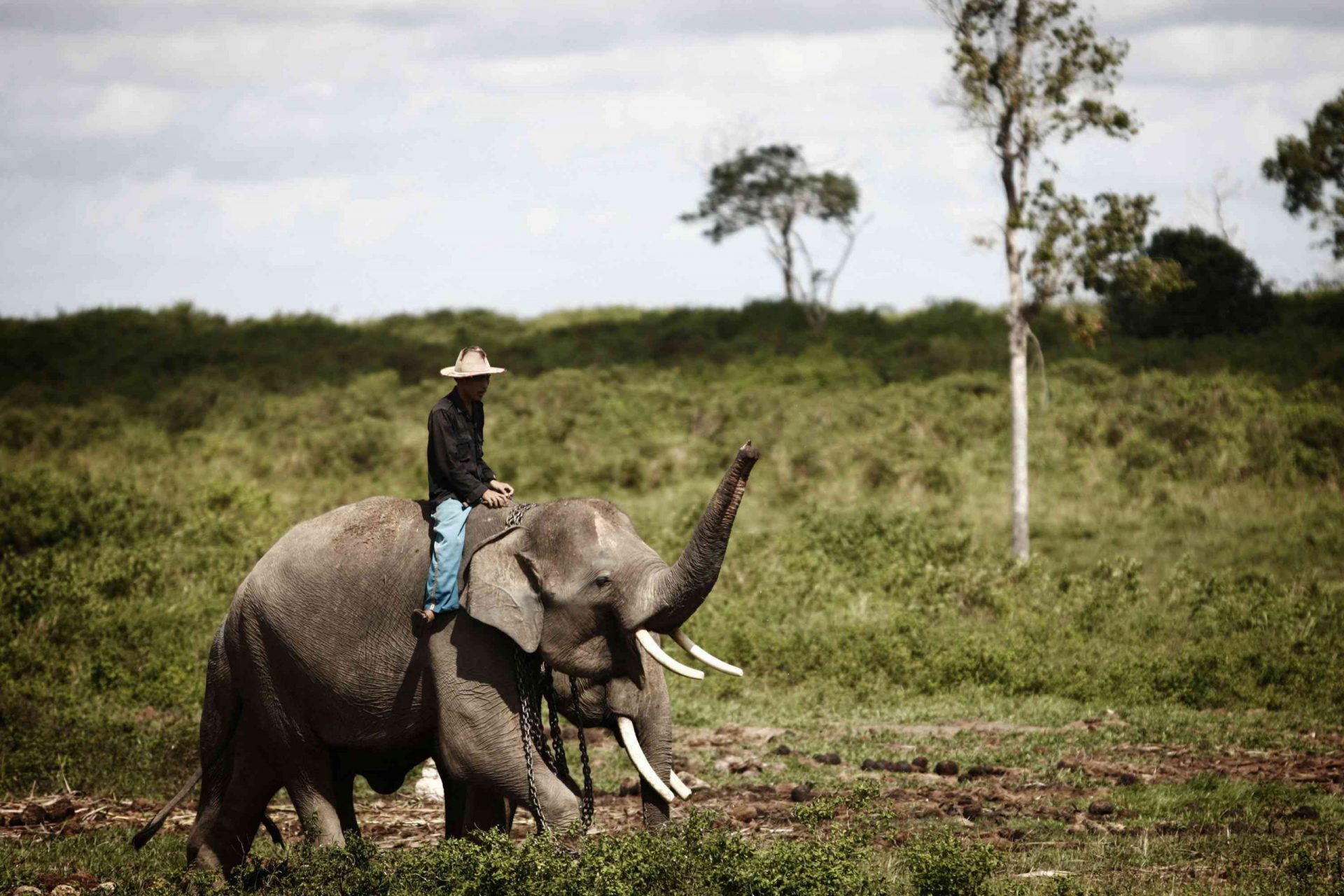 El elefante de Sumatra está amenazado de extinción en Indonesia
