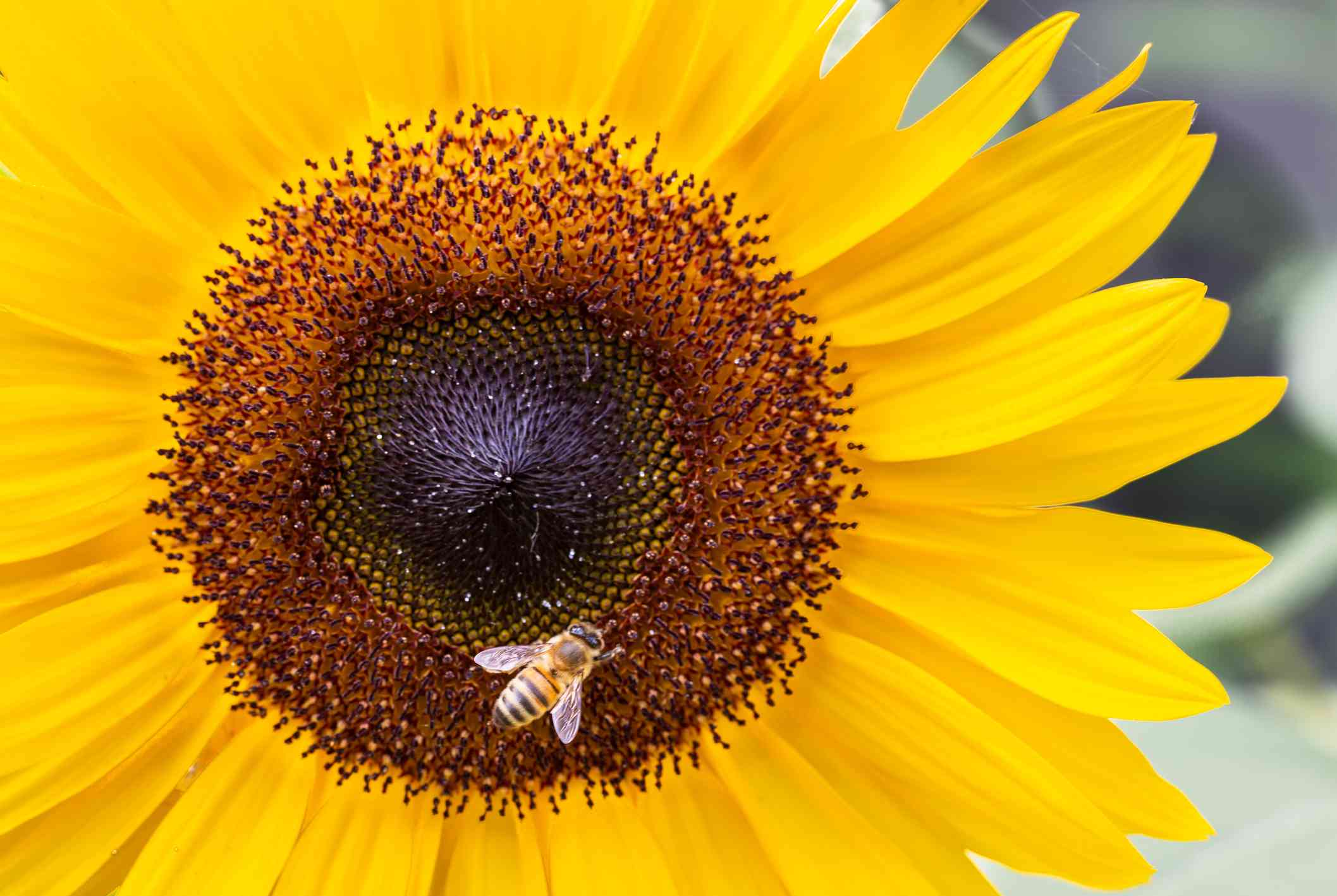 Primer plano de una abeja polinizando un girasol