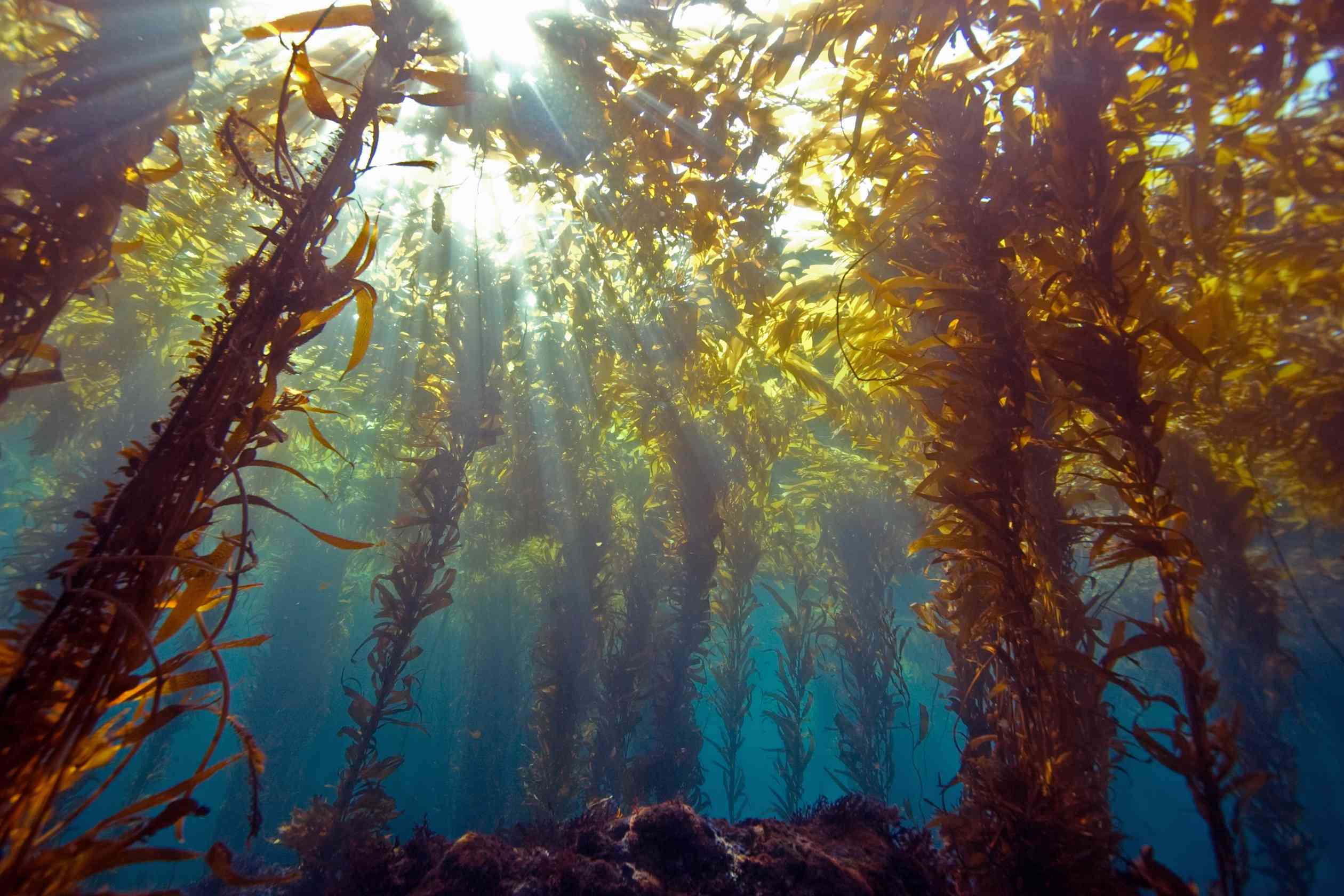 La luz del sol a través del bosque de algas