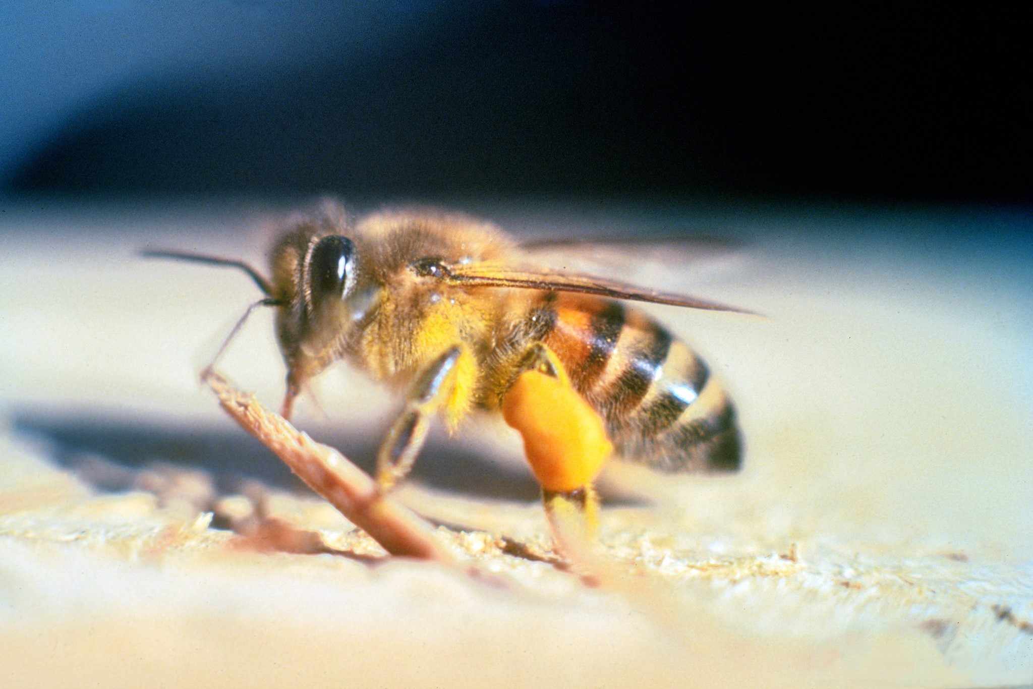 primer plano de una abeja asesina negra y amarilla descansando en el suelo