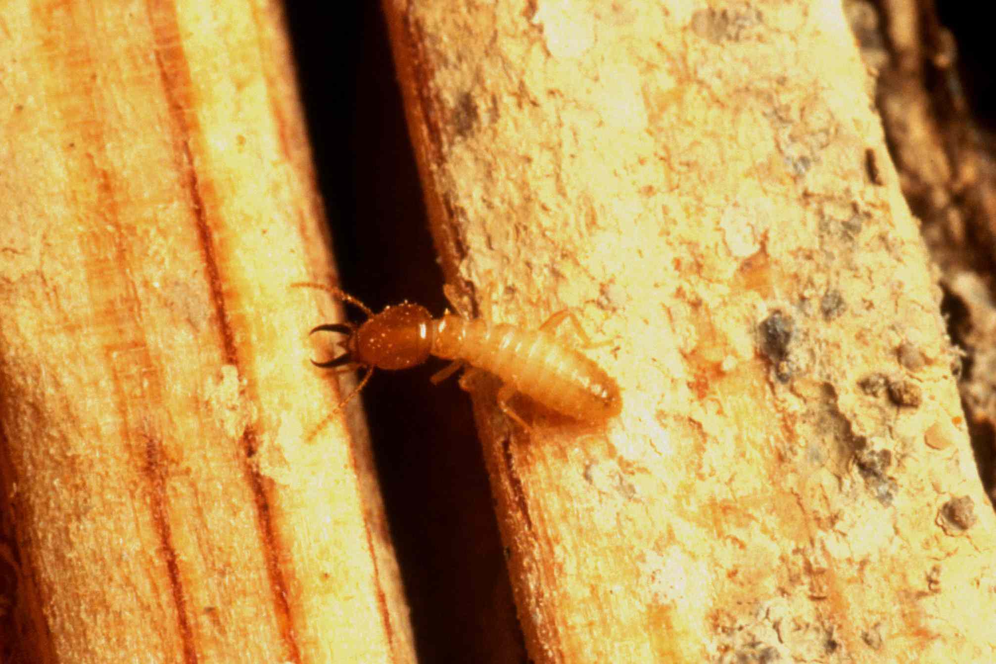 una termita de Formosa se arrastra entre dos tablas de madera