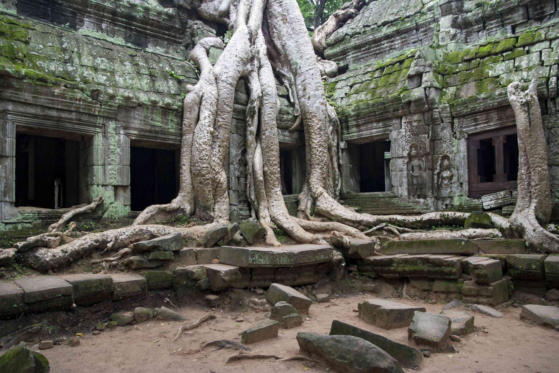 Ruinas del templo cubiertas de enormes raíces de árboles