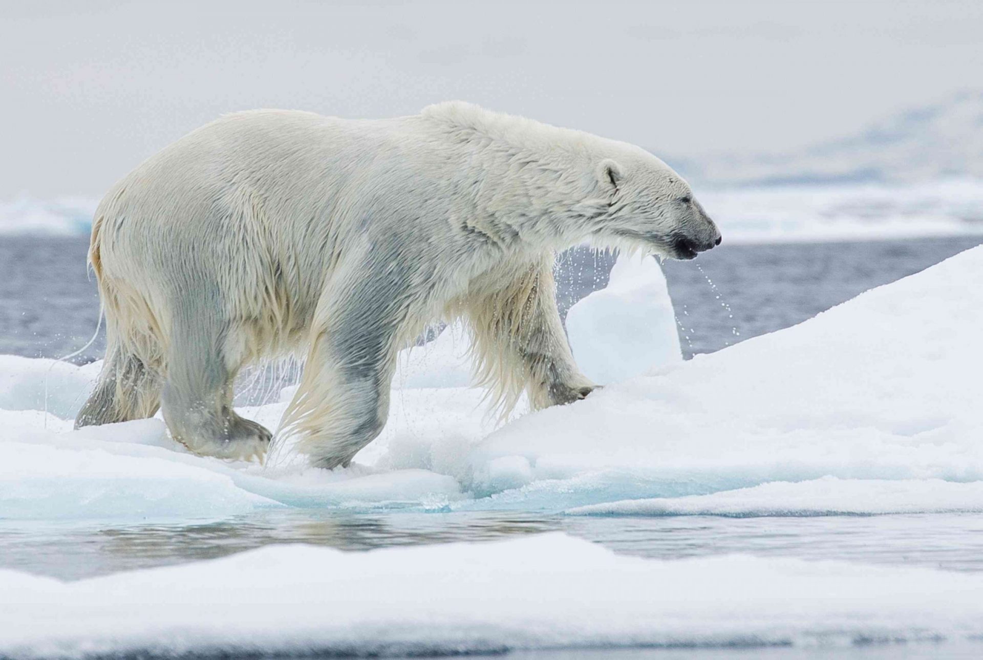 La piel negra de un oso polar del Ártico