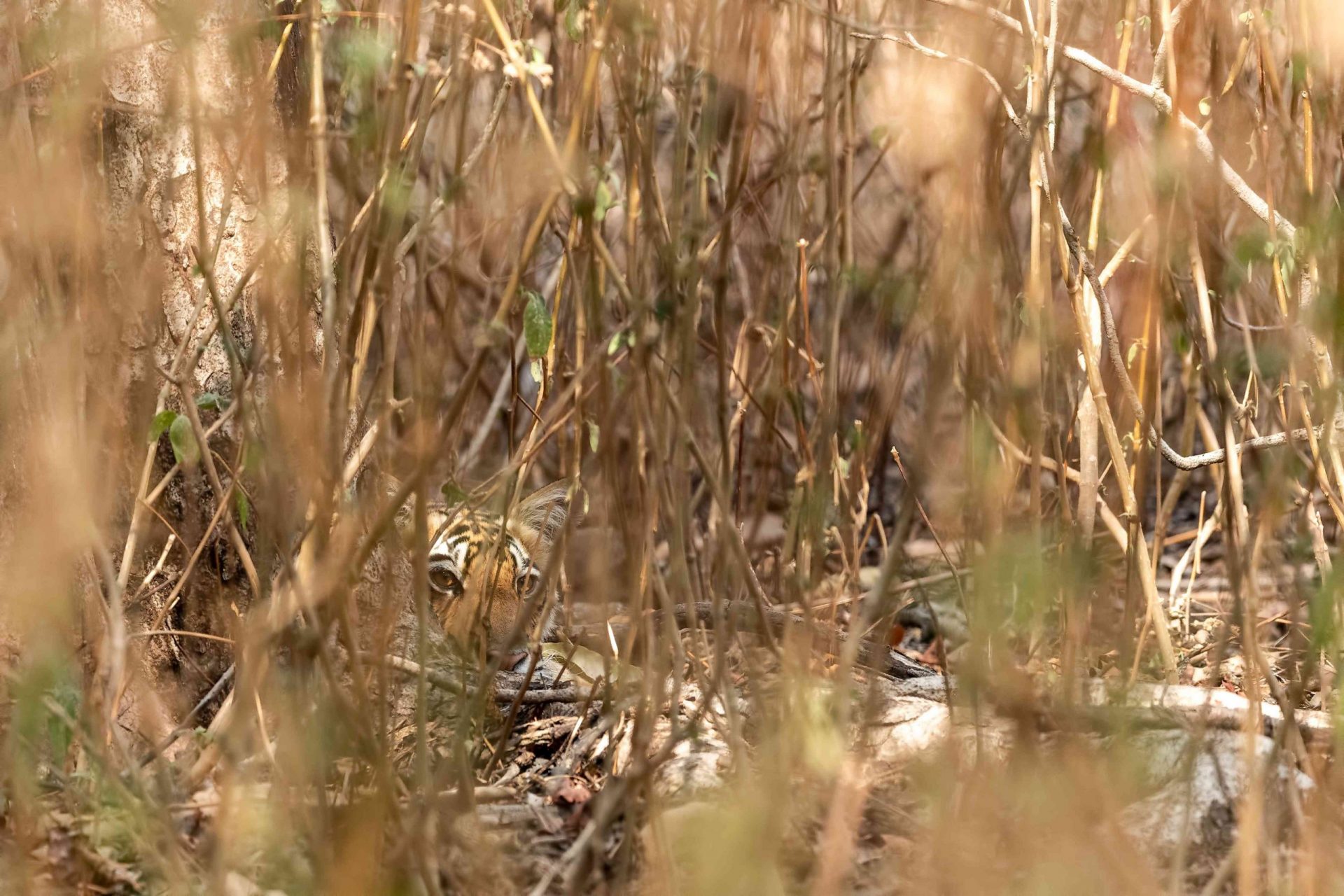 Tigre escondido en un arbusto. Sólo una pequeña parte de la cara es visible tras los tallos de los matorrales tropicales