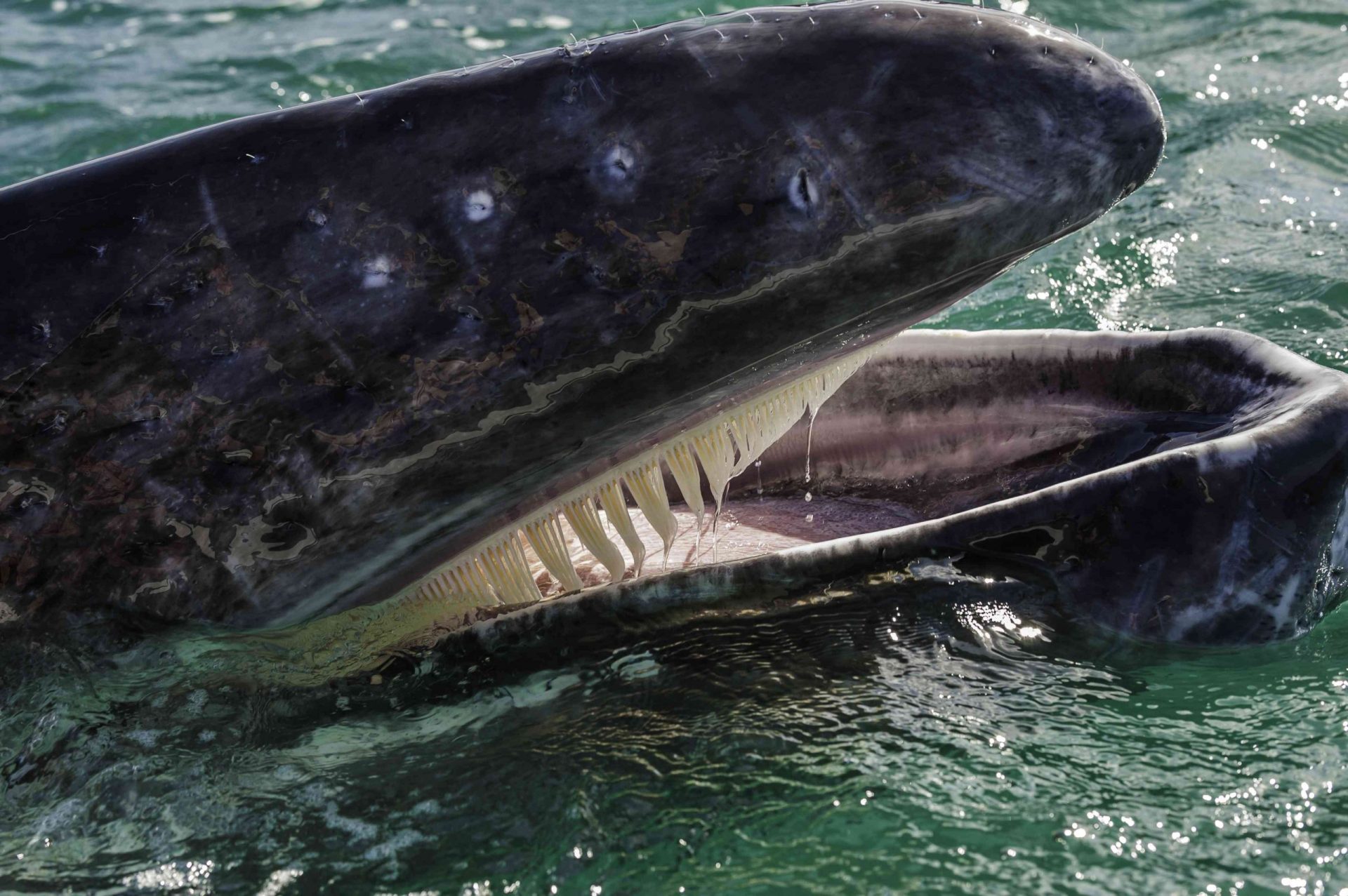 La ballena gris, Eschrichtius robustus. Boca abierta mostrando las barbas o huesos de ballena y la lengua. Laguna de San Ignacio, Baja California Sur, México. Una ballena joven con la boca abierta mostrando las barbas.