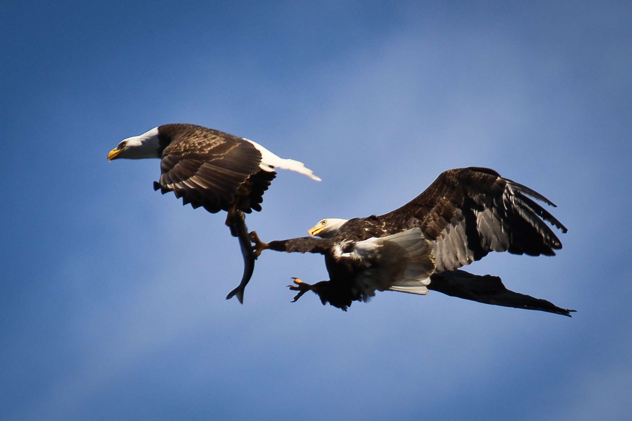 Águila calva robando un pez a otra águila en pleno vuelo
